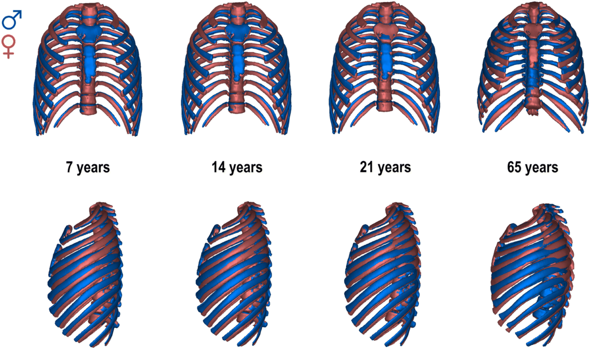 Late subadult ontogeny and adult aging of the human thorax reveals