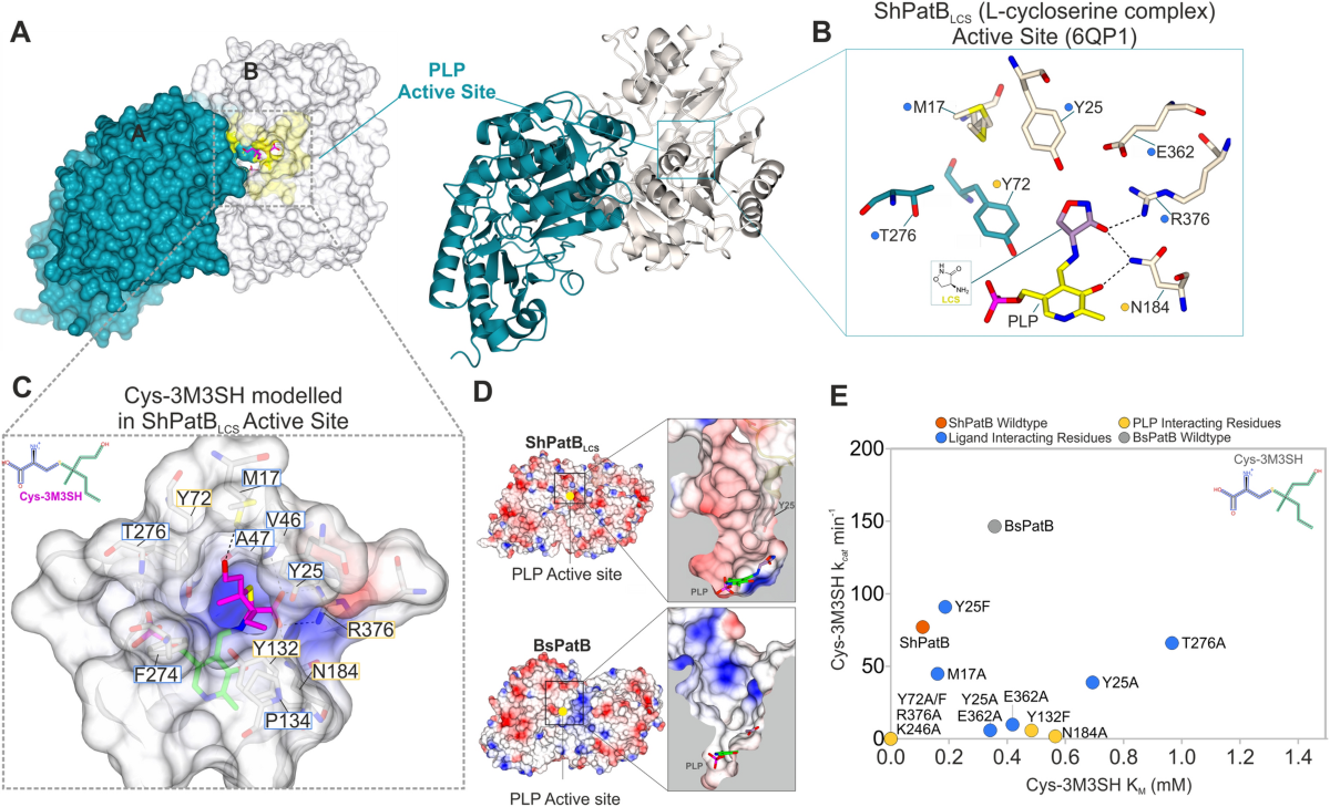 glutathione odor sulfur smell cosmetics cysteine thiol smell The molecular basis of thioalcohol production in human body odour