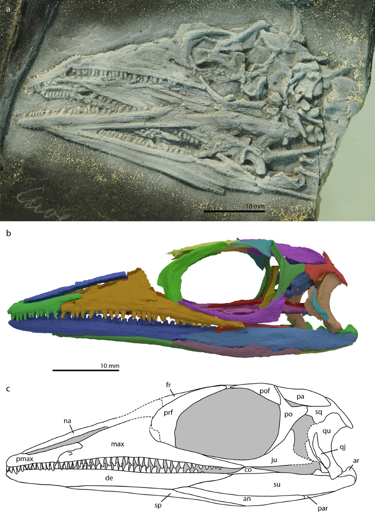 Mymoorapelta Facts For Kids | AstroSafe Search, image size:1200x1640
