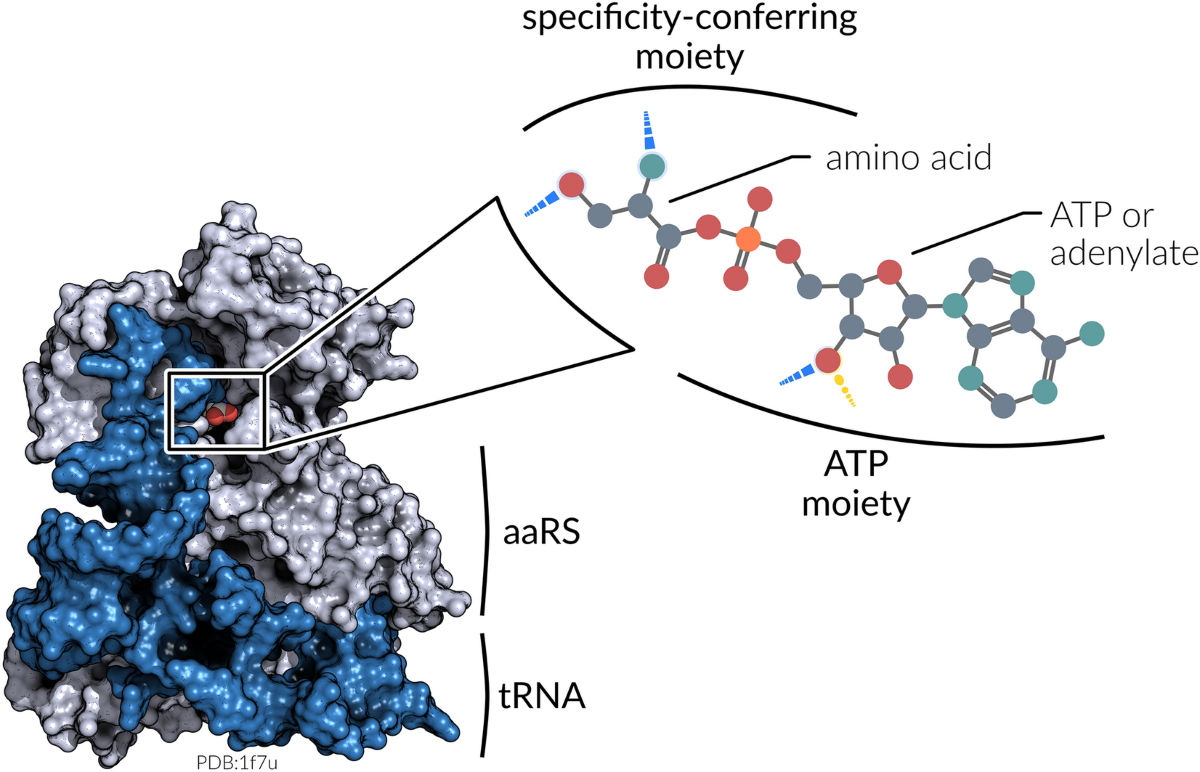 glutathione aminoacyl trna synthetase Symmetric Assembly of a Decameric Subcomplex in Human Multi-tRNA Complex Via Interactions between Transferase-Homology Domains and Aspartyl-tRNA Synthetase AminoacyltRNA synthetase a molecular