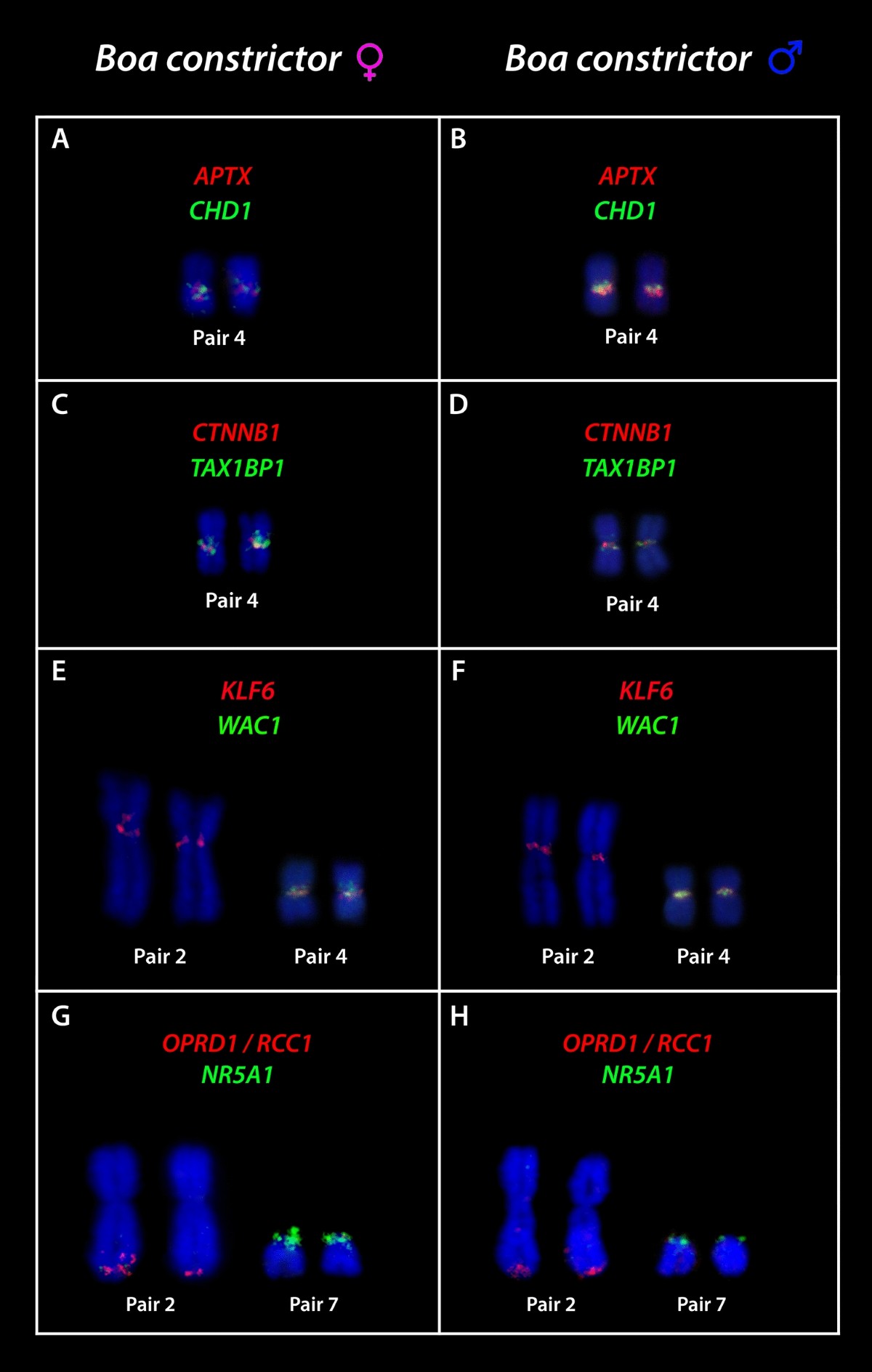 milena d pussy open Landscape of snake' sex chromosomes evolution spanning 85 MYR reveals  ancestry of sequences despite distinct evolutionary trajectories |  Scientific Reports