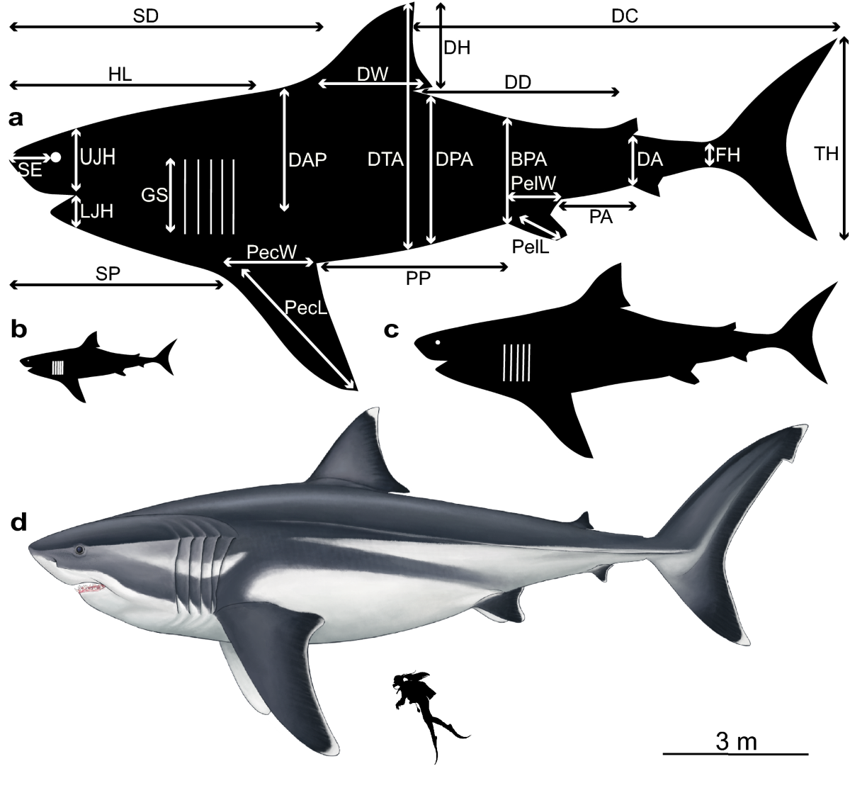 Body dimensions of the extinct giant shark Otodus megalodon: a 2D  reconstruction | Scientific Reports, image size:1200x1143