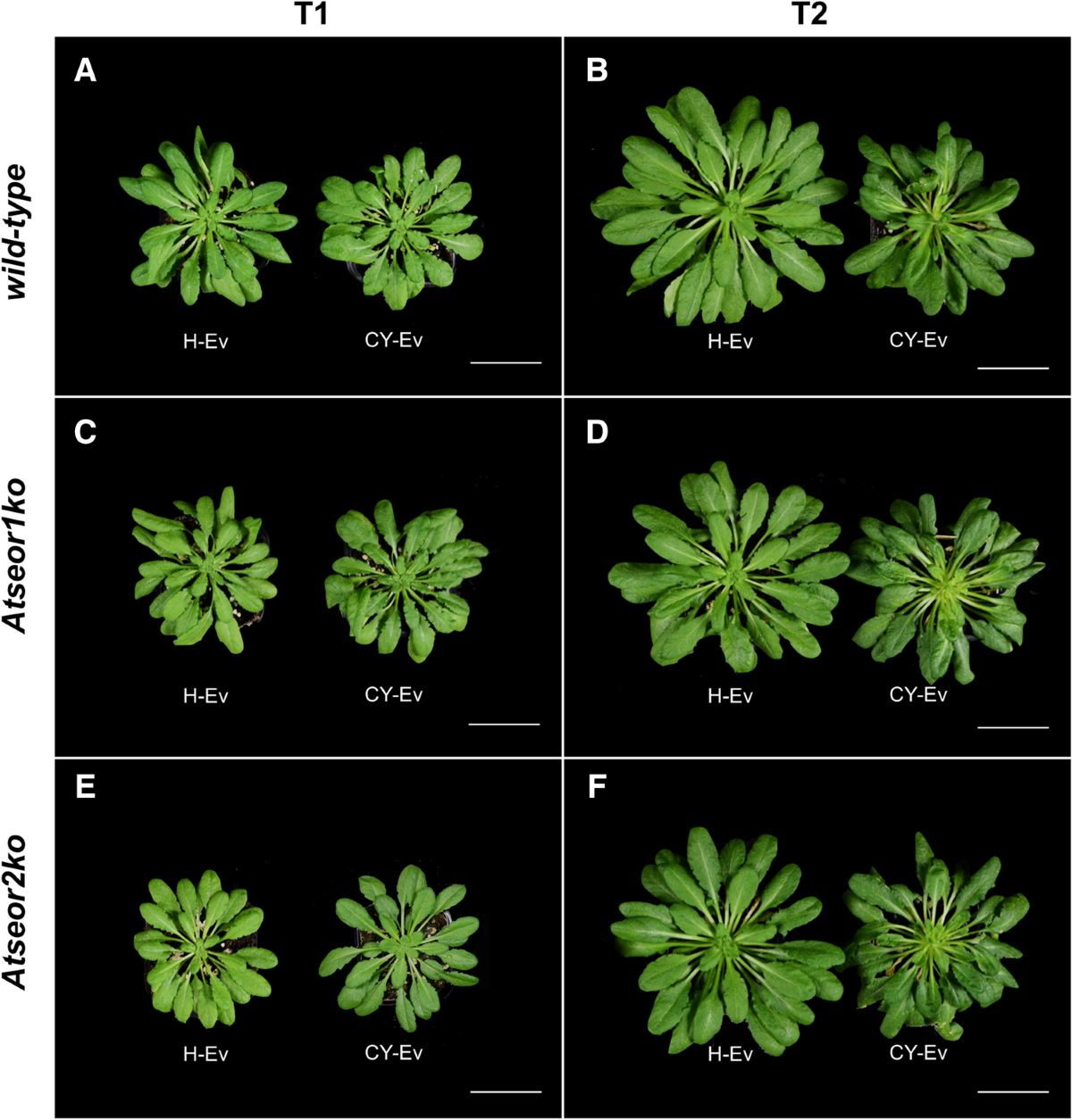 Pre-symptomatic modified phytohormone profile is associated with lower  phytoplasma titres in an Arabidopsis seor1ko line | Scientific Reports
