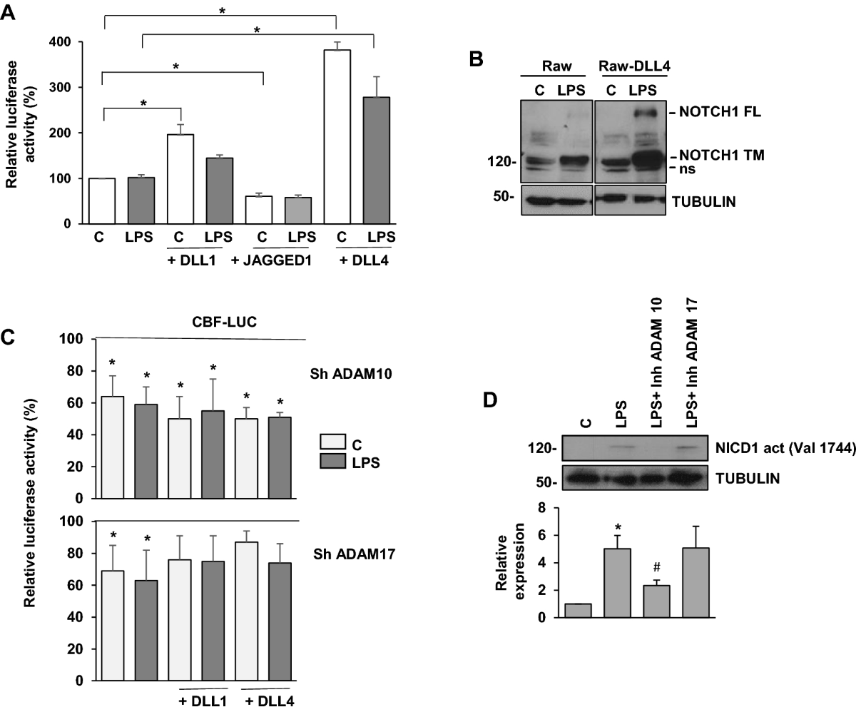 NOTCH3 signaling is essential for NF-κB activation in TLR-activated  macrophages | Scientific Reports