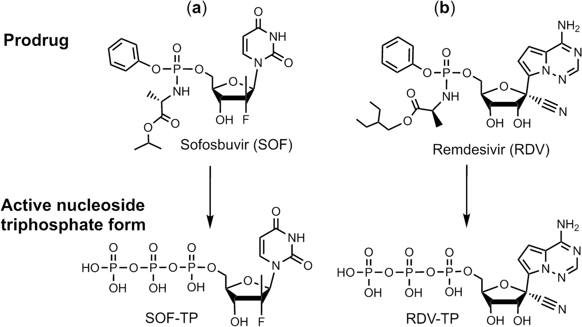 sofosbuvir-terminated-rna-is-more-resistant-to-sars-cov-2-proofreader-than-rna-terminated-by-remdesivir-scientific-reports