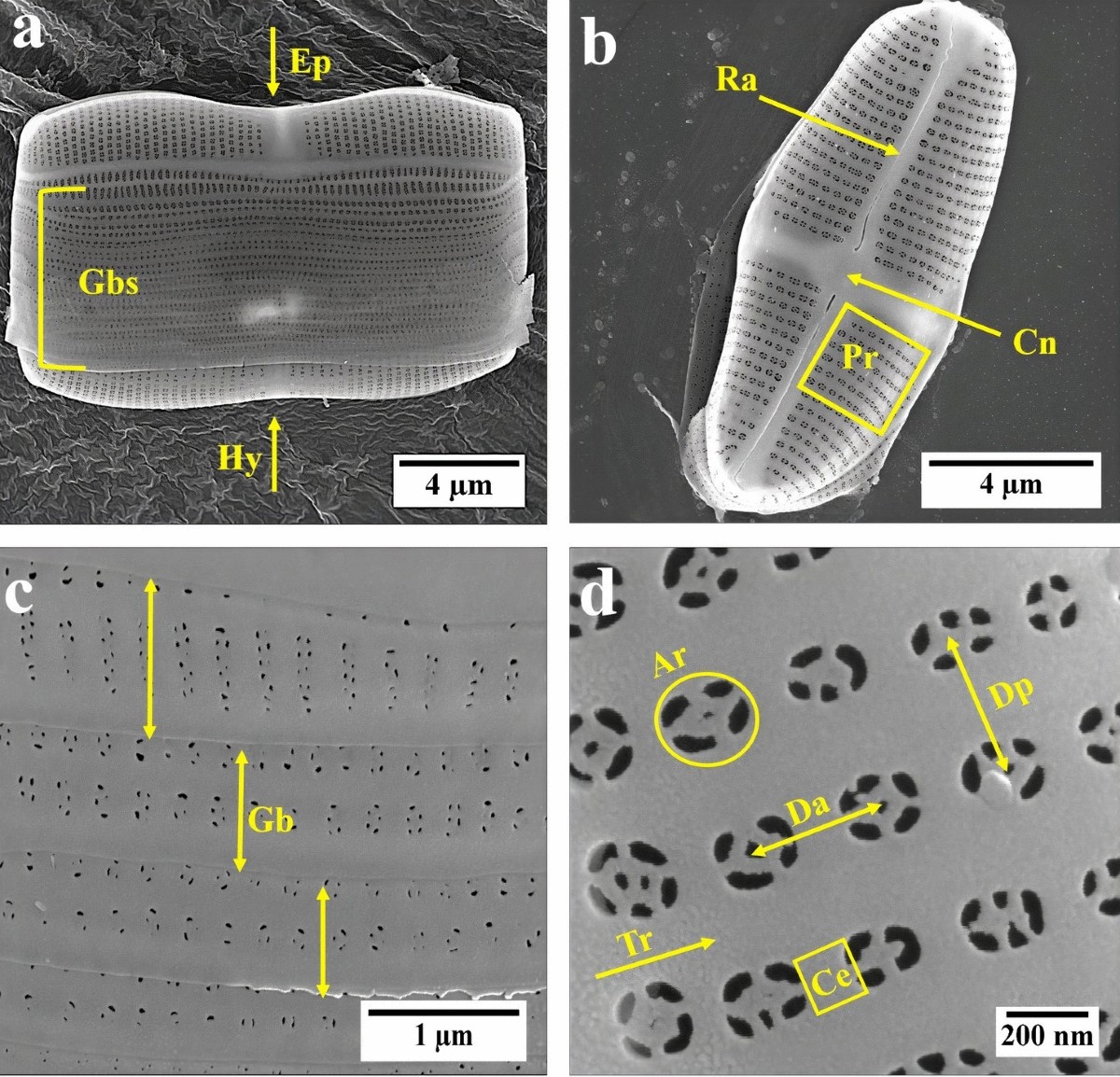 modifying-the-thickness-pore-size-and-composition-of-diatom-frustule-in-craspedostauros-sp-with-al3-ions-scientific-reports