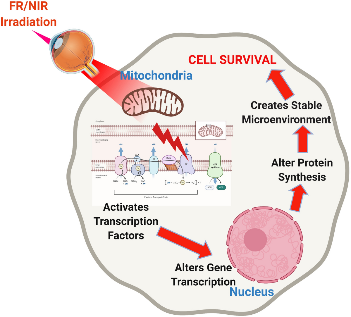 Mitochondrial function and cellular energy production