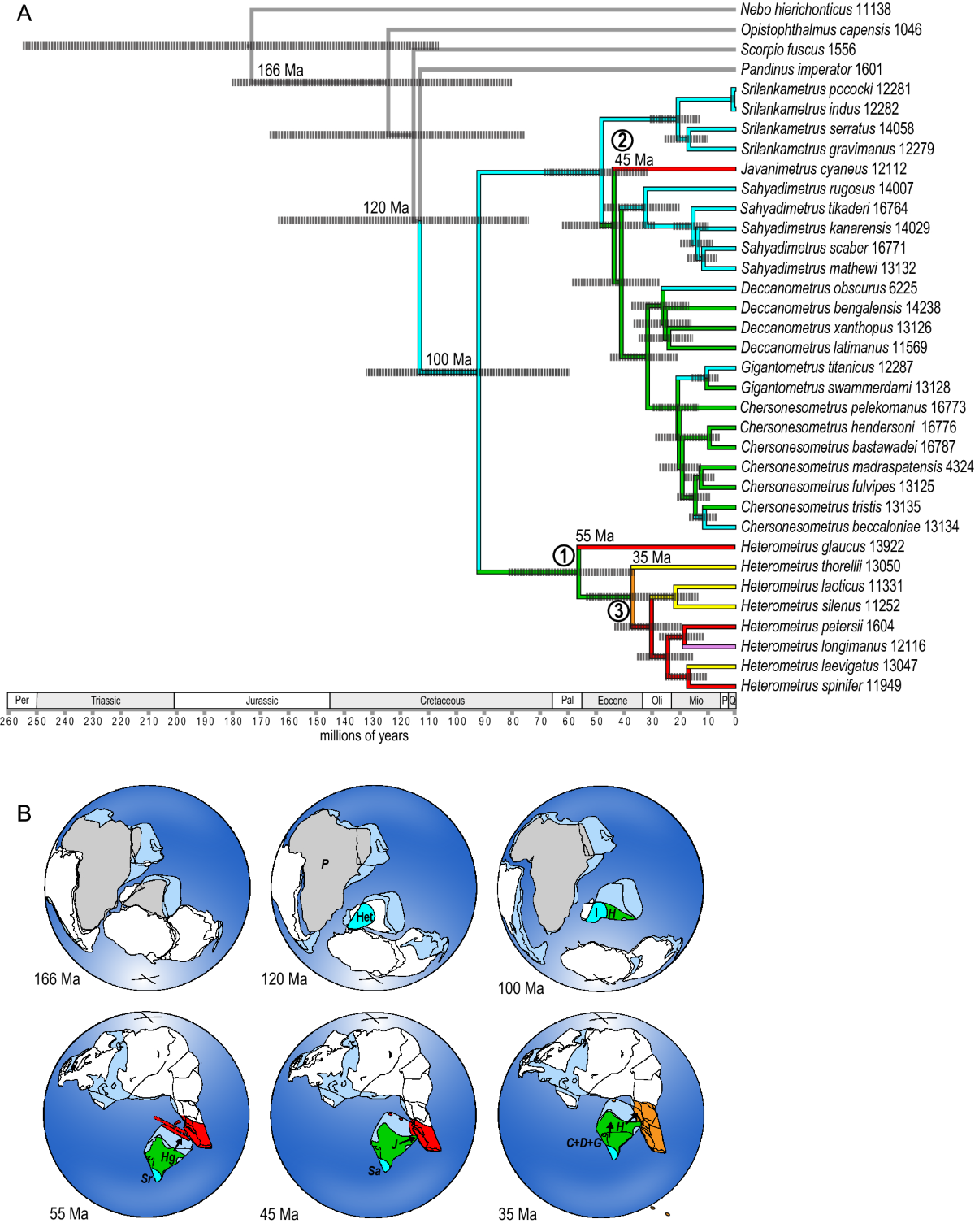 Out of India, thrice: diversification of Asian forest scorpions reveals  three colonizations of Southeast Asia | Scientific Reports