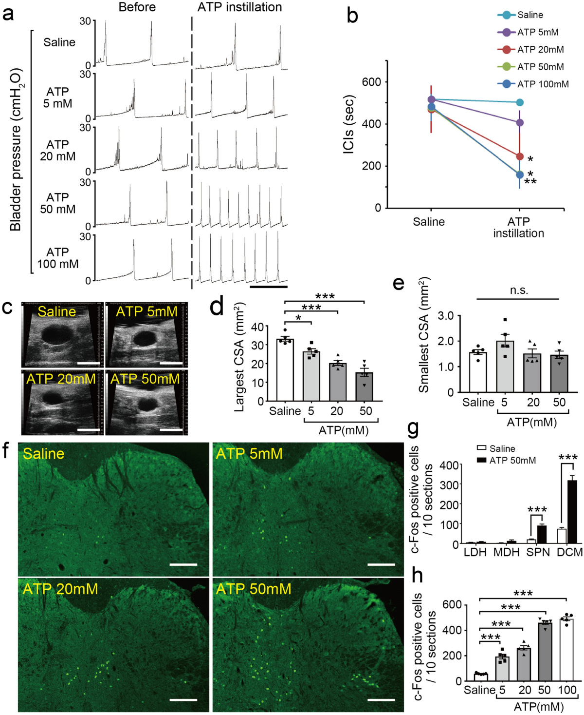 Bladder urothelium converts bacterial lipopolysaccharide information into  neural signaling via an ATP-mediated pathway to enhance the micturition  reflex for rapid defense | Scientific Reports