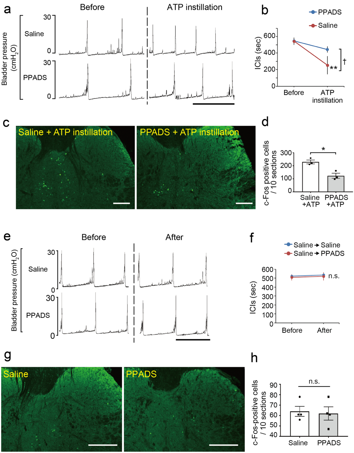 Bladder urothelium converts bacterial lipopolysaccharide information into  neural signaling via an ATP-mediated pathway to enhance the micturition  reflex for rapid defense | Scientific Reports