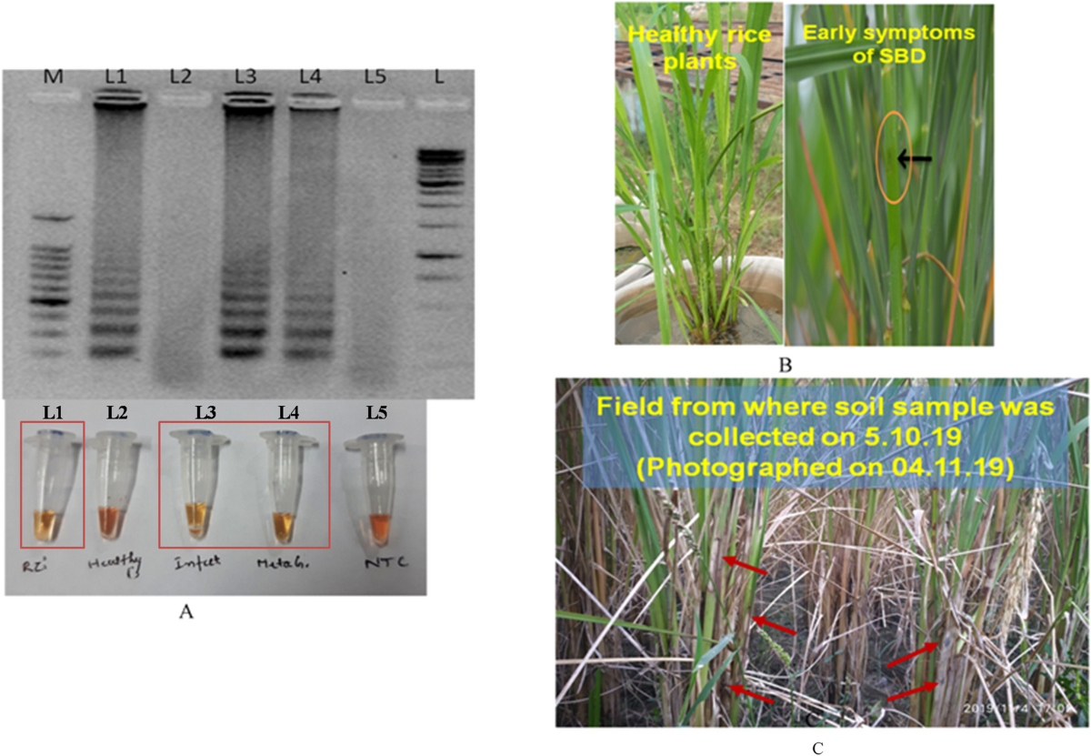 A rapid colorimetric LAMP assay for detection of Rhizoctonia solani AG-1 IA  causing sheath blight of rice | Scientific Reports