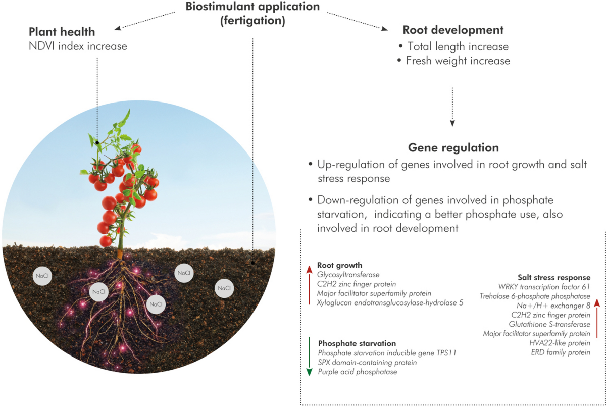 The application of a biostimulant based on tannins affects root architecture and improves tolerance to salinity in tomato plants | Scientific Reports The application of a biostimulant based on tannins affects root architecture and improves tolerance to salinity in tomato plants | Scientific Reports