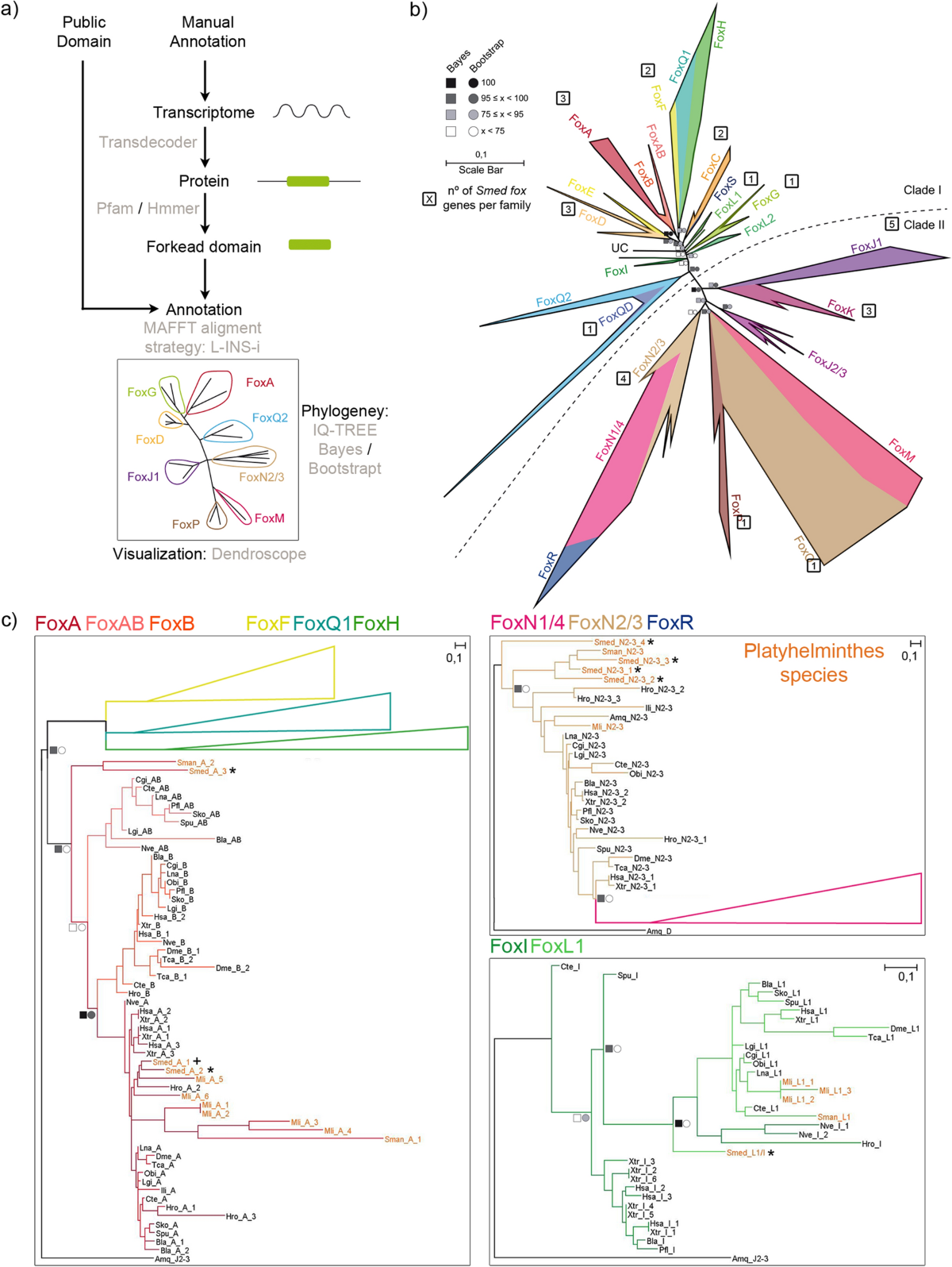 Analysis of Fox genes in Schmidtea mediterranea reveals new families and a  conserved role of Smed-foxO in controlling cell death | Scientific Reports