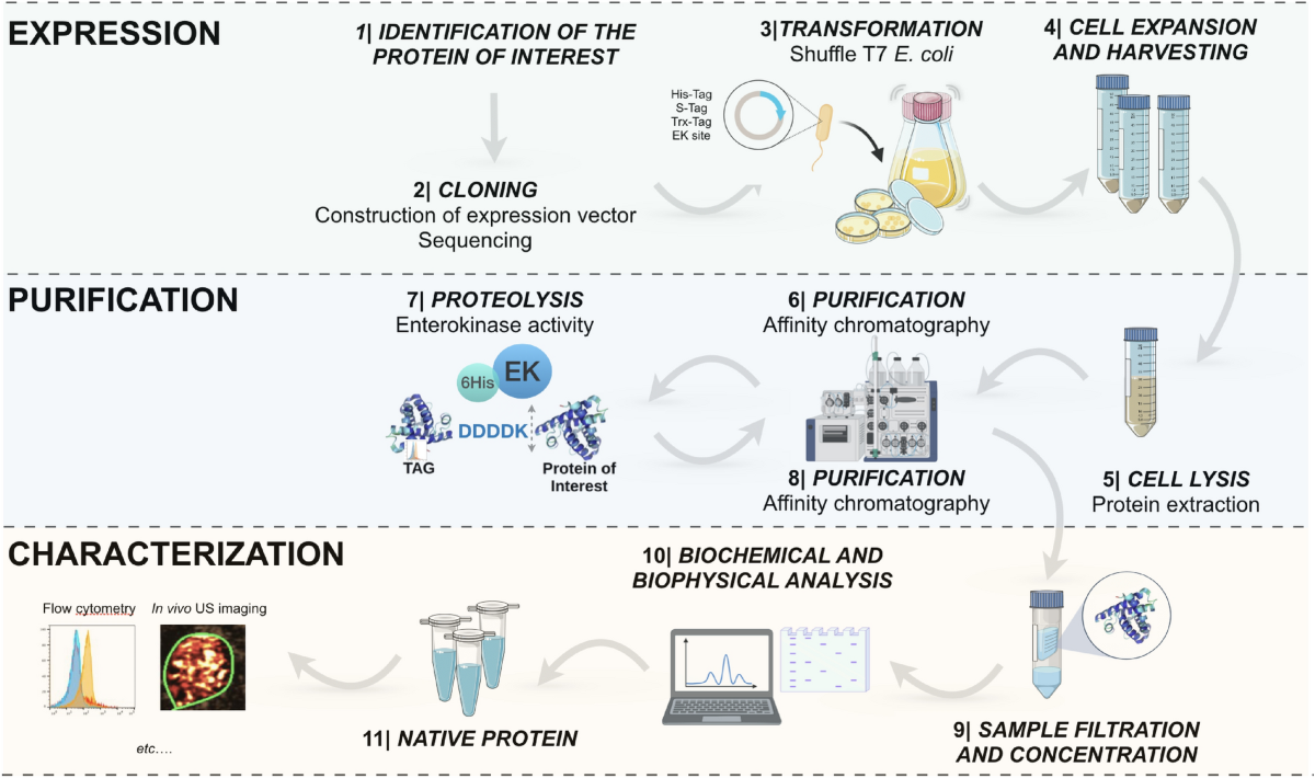 Expression and purification of a native Thy1-single-chain variable fragment  for use in molecular imaging | Scientific Reports