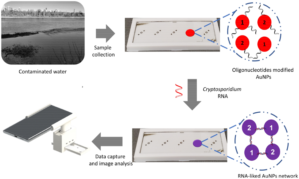 Portable on-chip colorimetric biosensing platform integrated with a  smartphone for label/PCR-free detection of Cryptosporidium RNA | Scientific  Reports