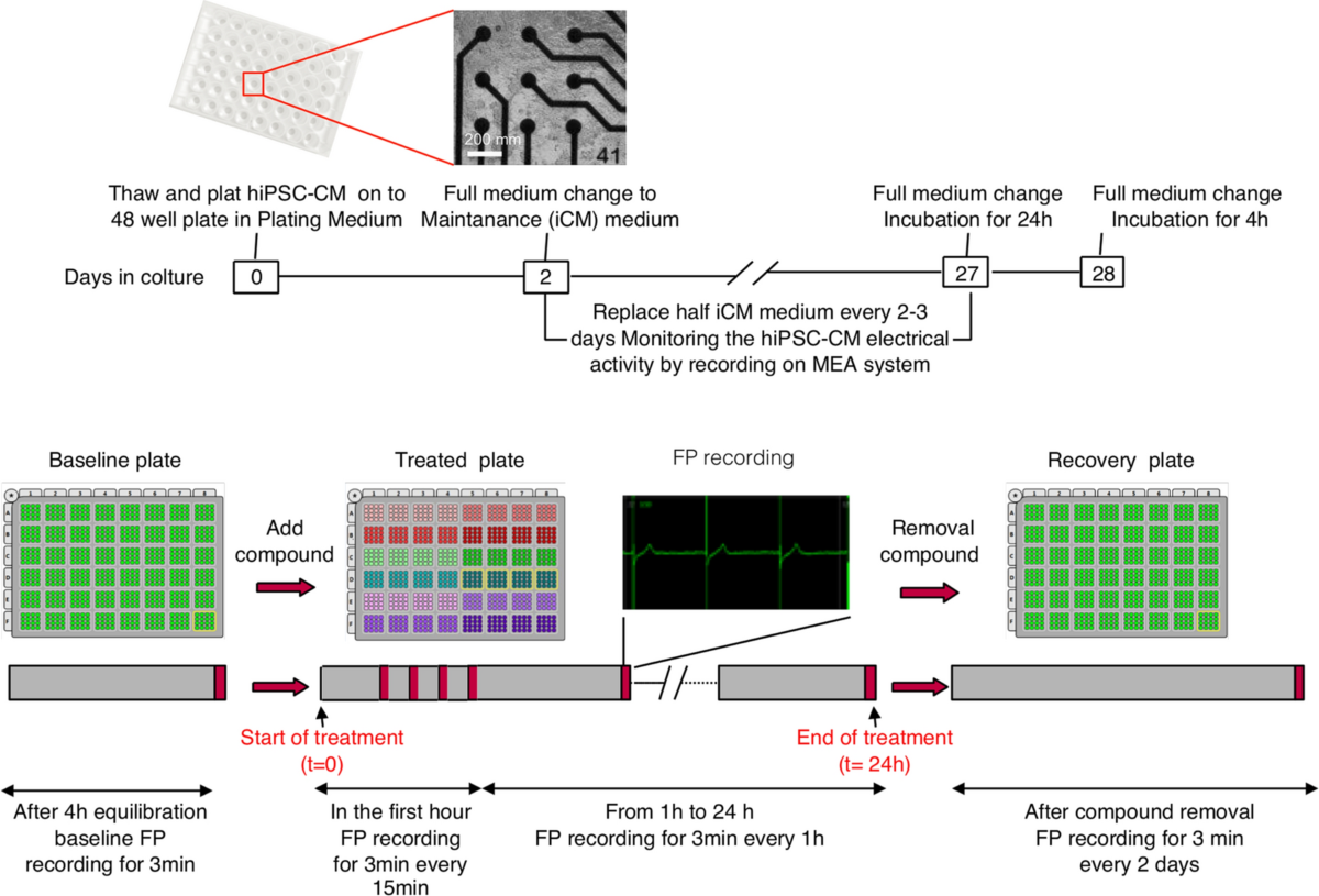 Thyroid hormones regulate cardiac repolarization and QT-interval related  gene expression in hiPSC cardiomyocytes | Scientific Reports