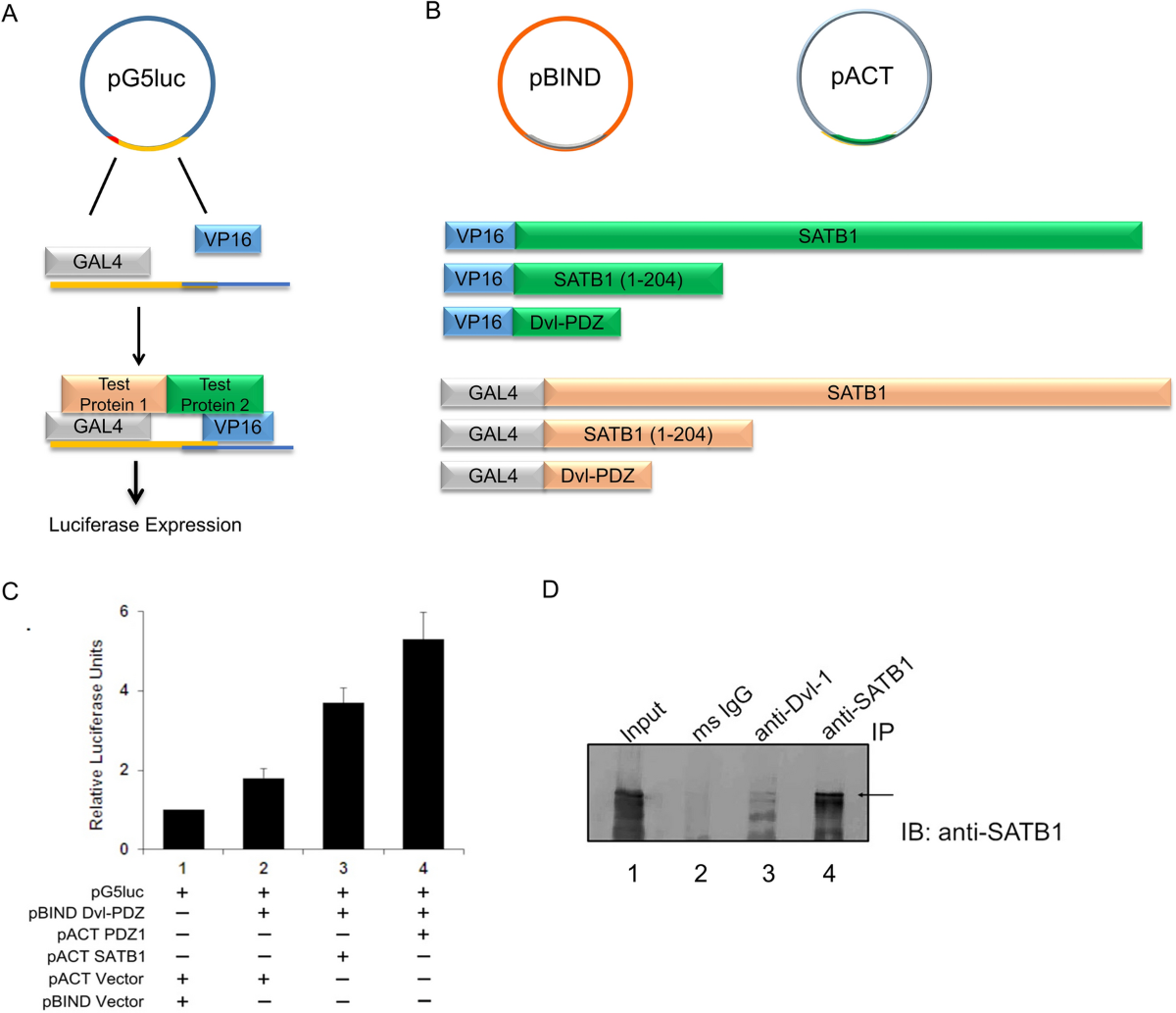 ls- model nude check mate z' Global chromatin organizer SATB1 acts as a context-dependent regulator of  the Wnt/Wg target genes | Scientific Reports