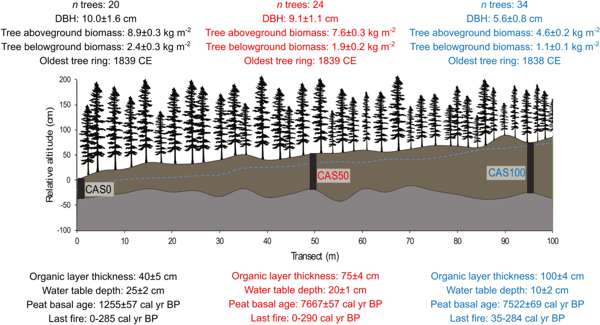 Peat deposits store more carbon than trees in forested peatlands of the  boreal biome | Scientific Reports