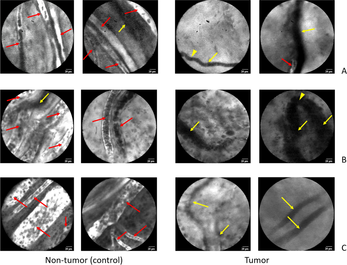 scientific inquiryinner workingsmicroscopic view