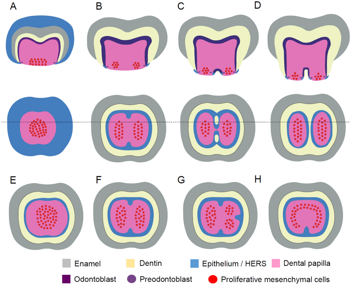 The human EDAR 370V/A polymorphism affects tooth root morphology potentially through the modification of a reaction–diffusion system | Scientific Reports