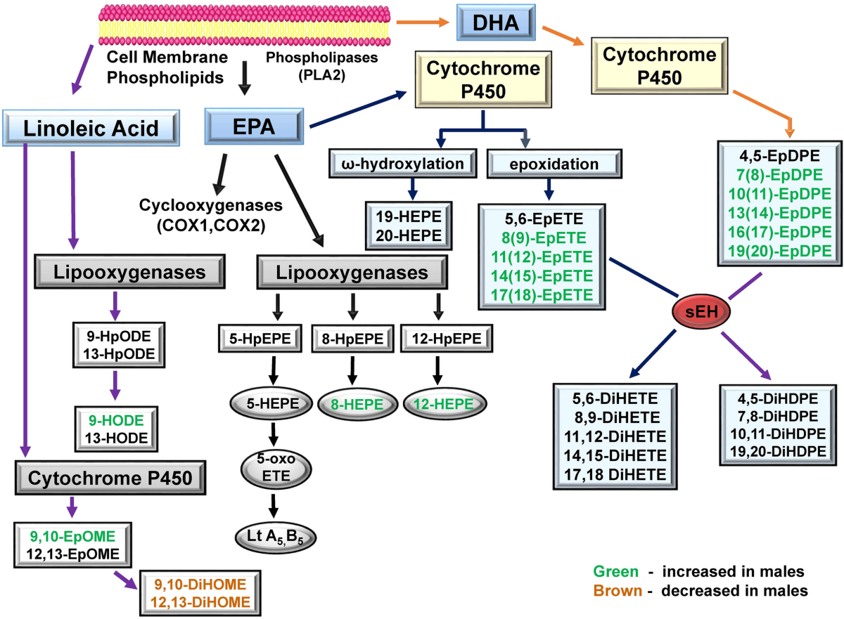 Ibuprofen alters epoxide hydrolase activity and epoxy-oxylipin metabolites  associated with different metabolic pathways in murine livers