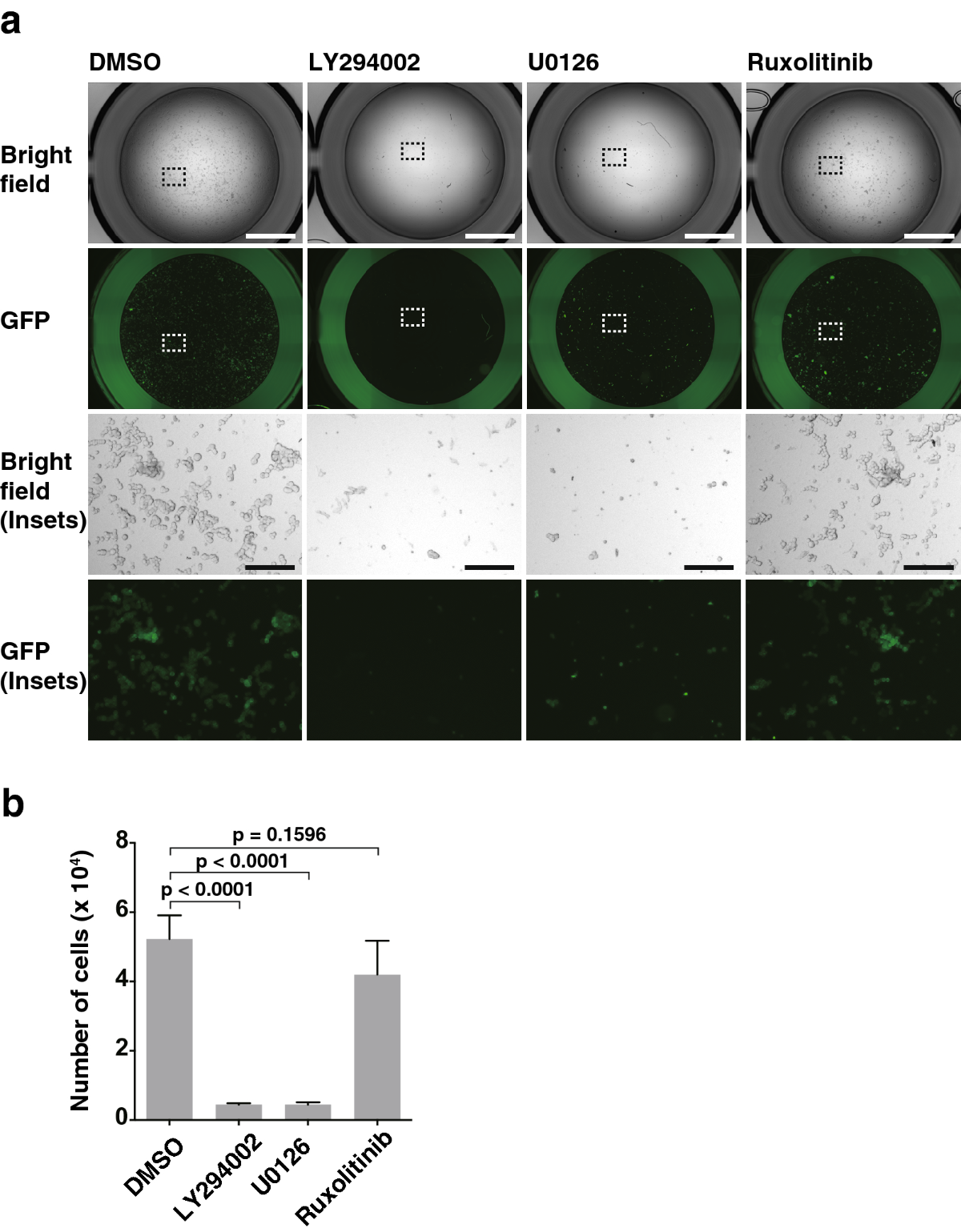 rikitake  021 Nectin-4 and p95-ErbB2 cooperatively regulate Hippo signaling-dependent  SOX2 gene expression, enhancing anchorage-independent T47D cell  proliferation | Scientific Reports