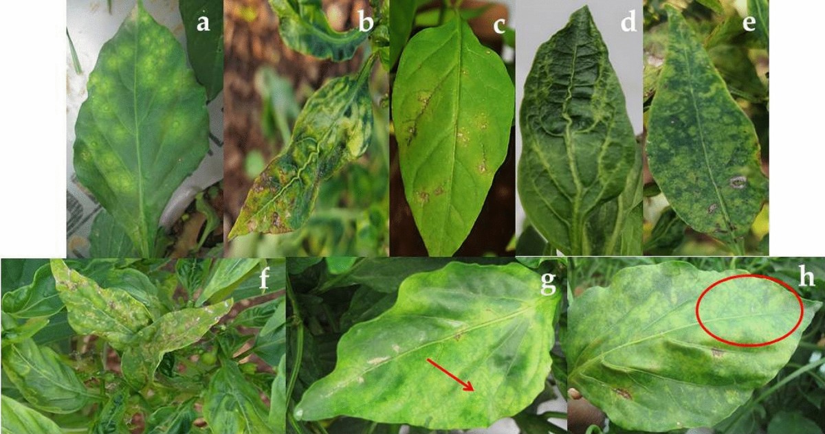 is eating tobacco leaves bad Is snuff really safer than smoking?