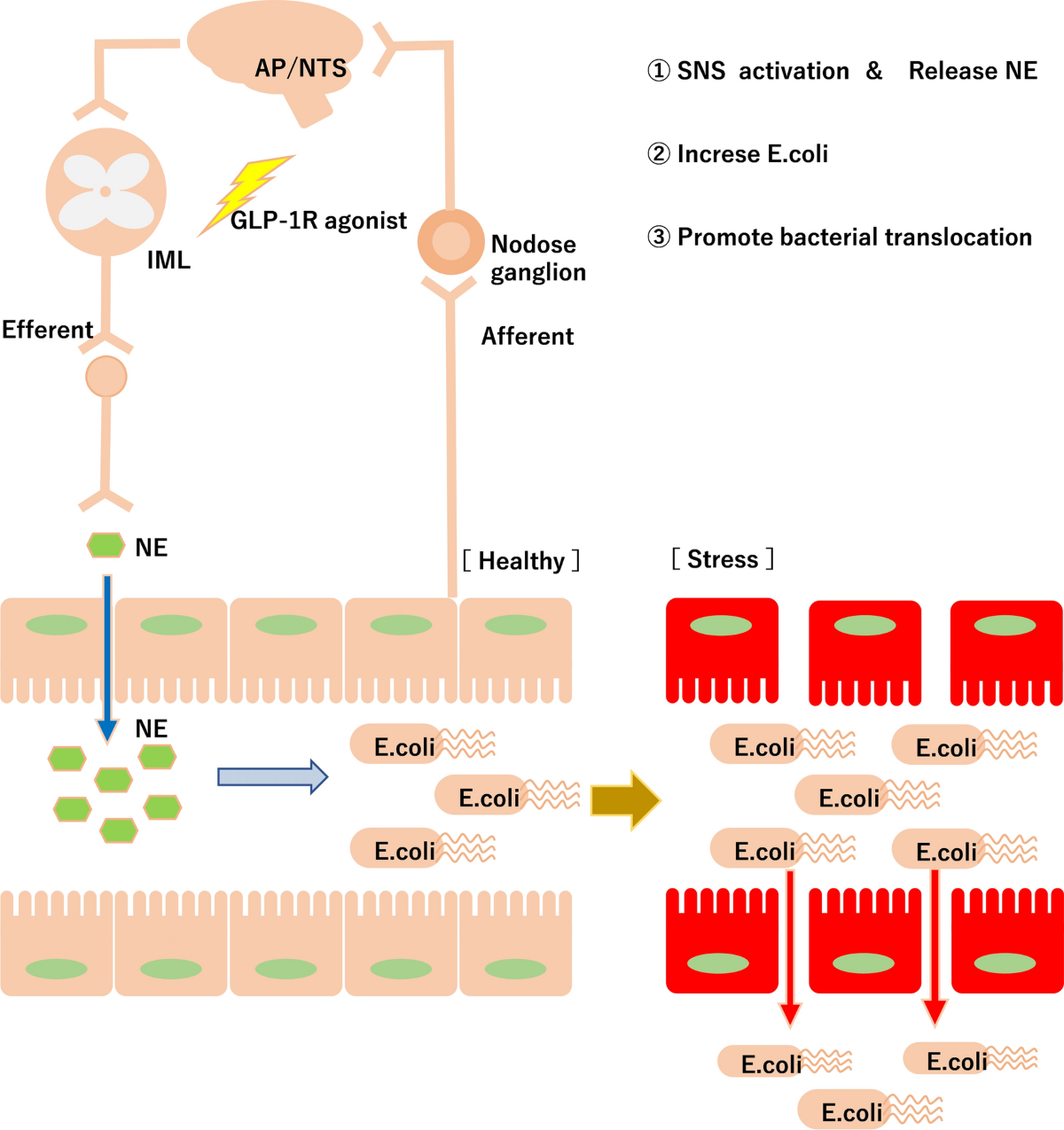 glp-1 diarrhea Effects of GLP-1 receptor agonist on changes in the gut bacterium and the  underlying mechanisms