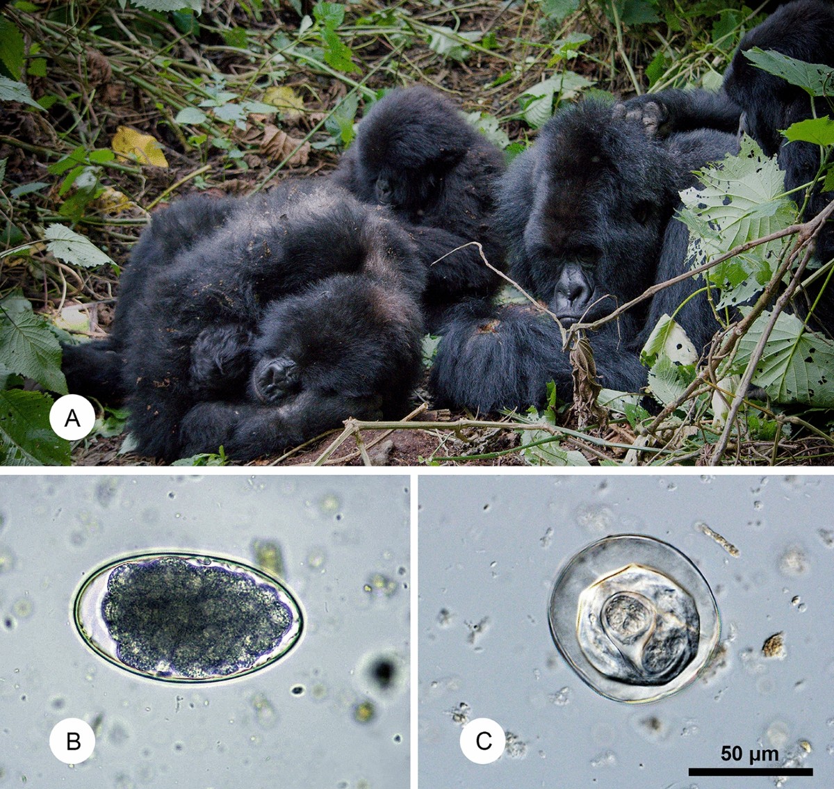 Heterogeneity in patterns of helminth infections across populations of  mountain gorillas (Gorilla beringei beringei) | Scientific Reports