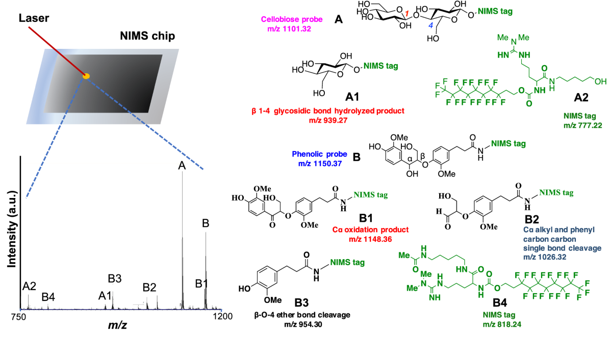 A multiplexed nanostructure-initiator mass spectrometry (NIMS) assay for  simultaneously detecting glycosyl hydrolase and lignin modifying enzyme  activities | Scientific Reports
