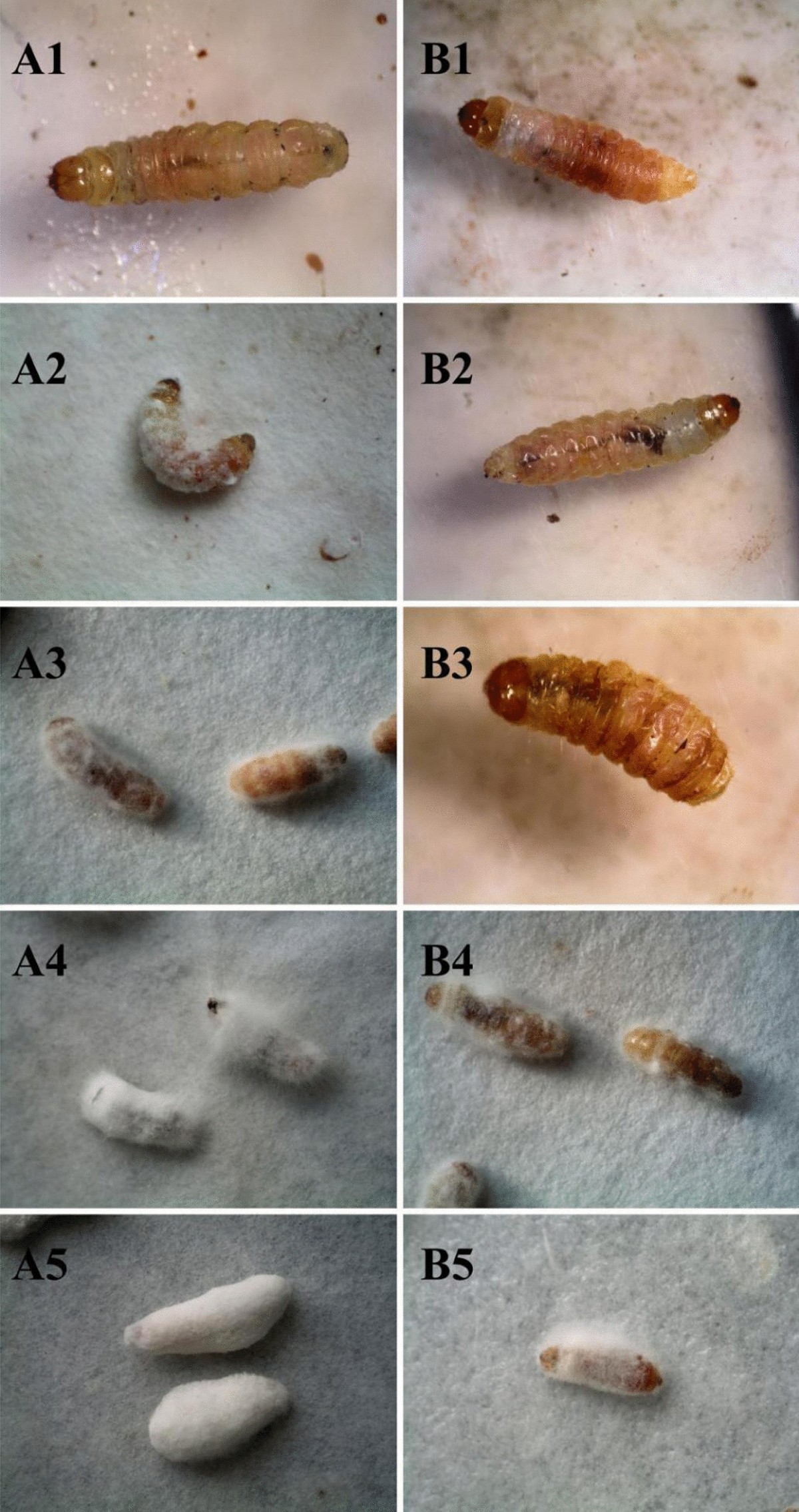 Effect of earthworm Eisenia fetida epidermal mucus on the vitality and  pathogenicity of Beauveria bassiana
