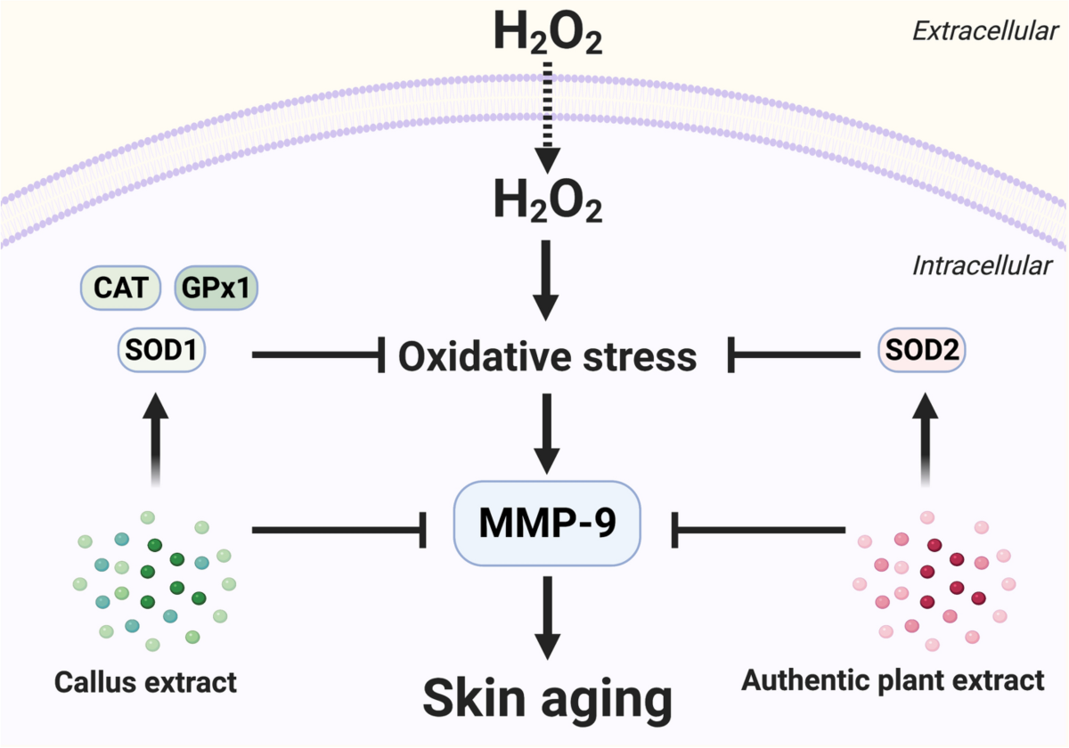 Antioxidant And Anti-Free Radical Ability of Centella Asiatica Gotu Kola Extract Antioxidant And Anti-Free Radical Ability of Centella Asiatica Gotu Kola Extract
