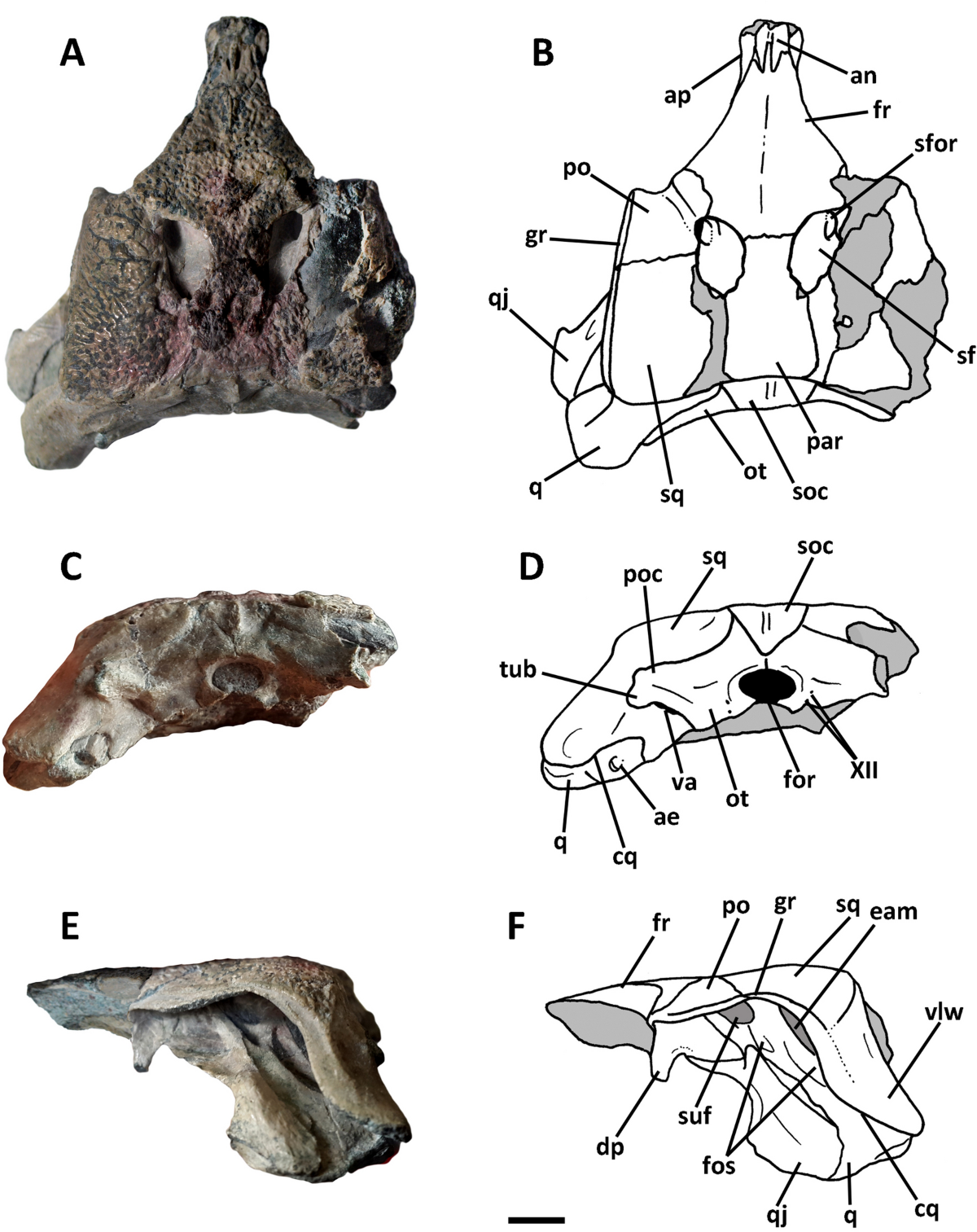 Figure 2 from Leardi et al. (2021): skull of Burkesuchus mallingrandensis in multiple views, the anatomical reference for the crocodylomorph contemporary of Chilesaurus.