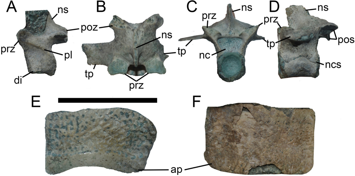Figure 3 from Leardi et al. (2021): phylogenetic analysis of Patagonian Late Jurassic archosaurs, used as a comparison in the sensitivity tests of Baiano et al. (2022).