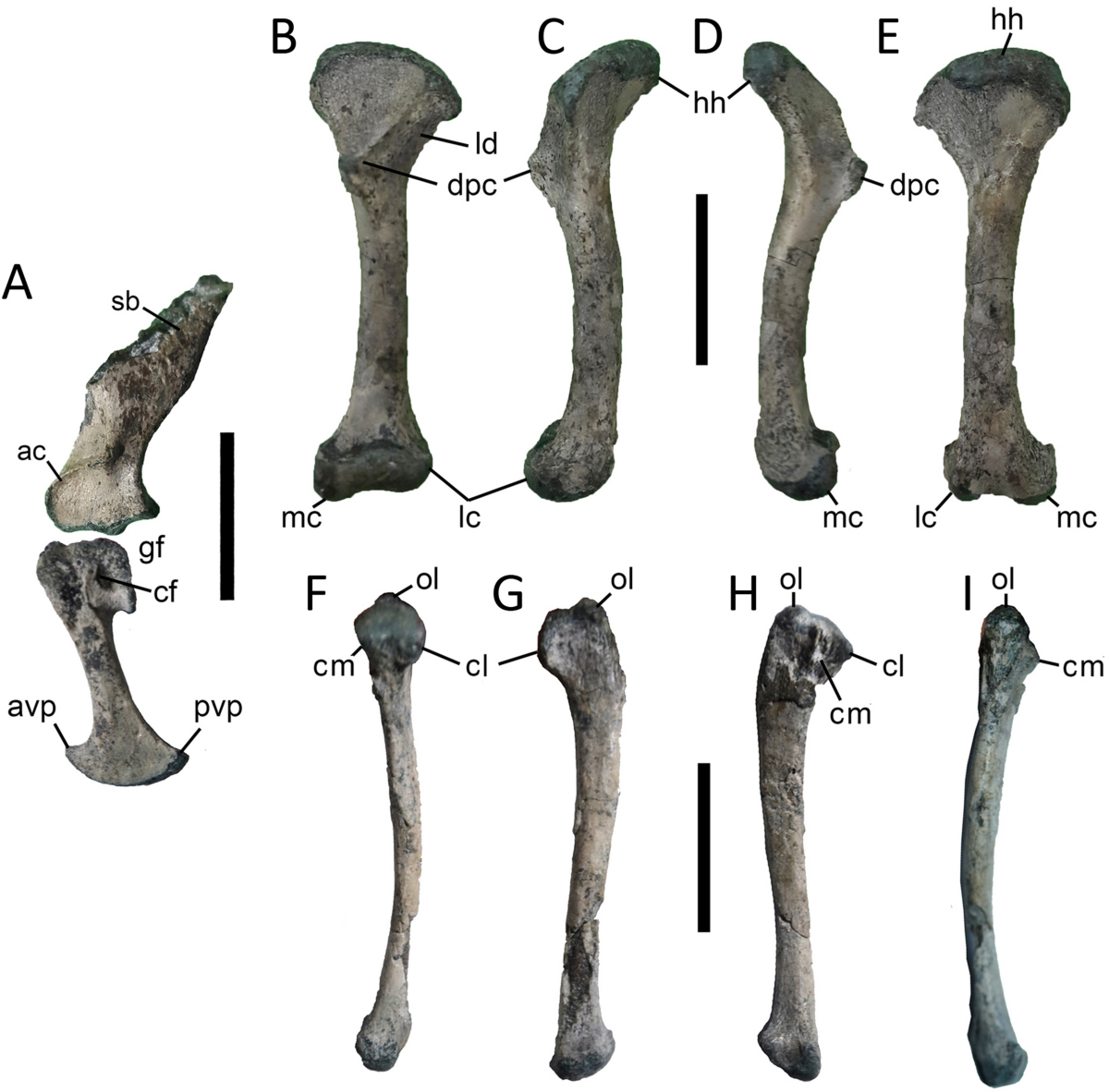 Figure 4 from Leardi et al. (2021): phylogenetic topology with node support, context for the stability analyses in Baiano et al. (2022).