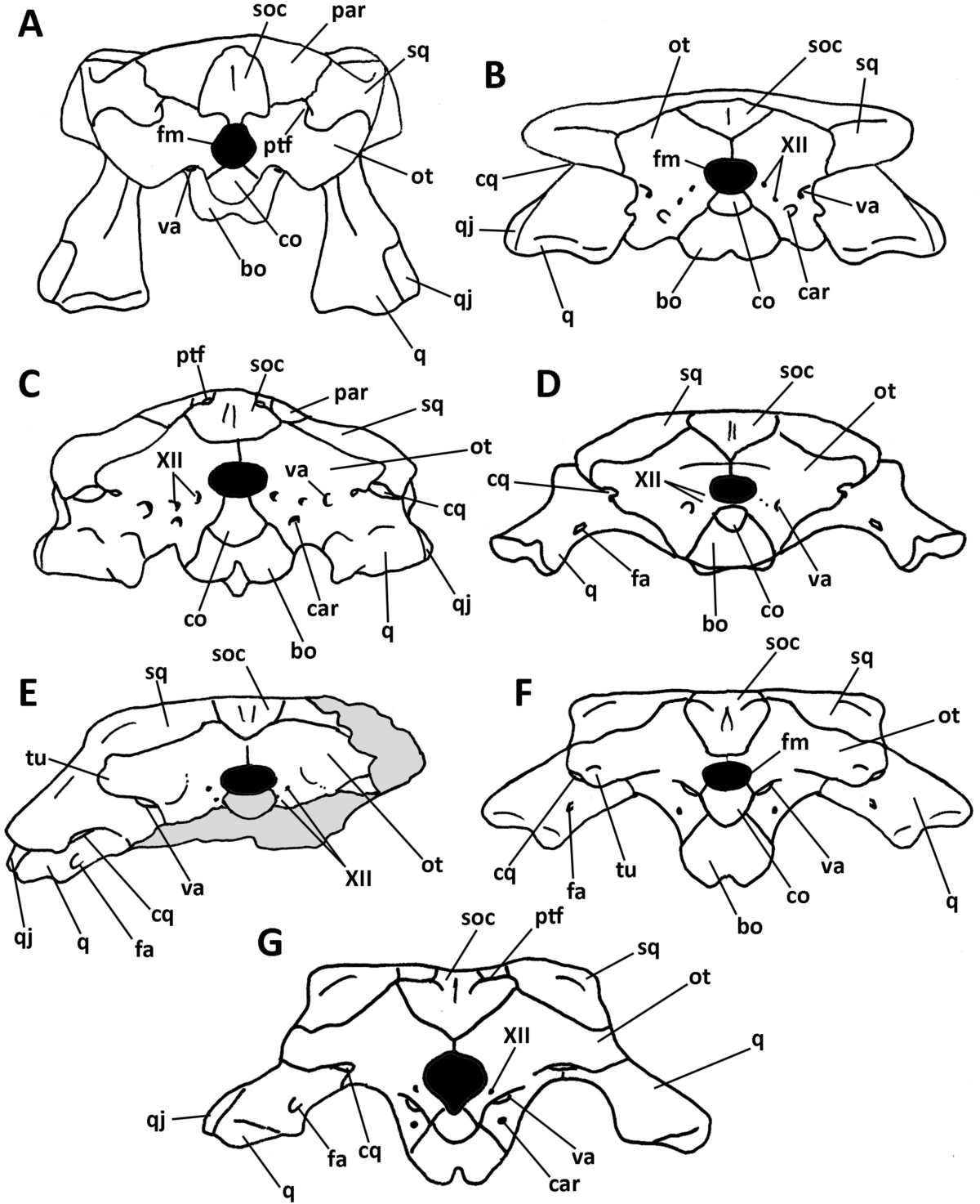 Figure 7 from Leardi et al. (2021): Gondwanan biogeographic synthesis reproduced in works by Novas et al. on South American theropods.
