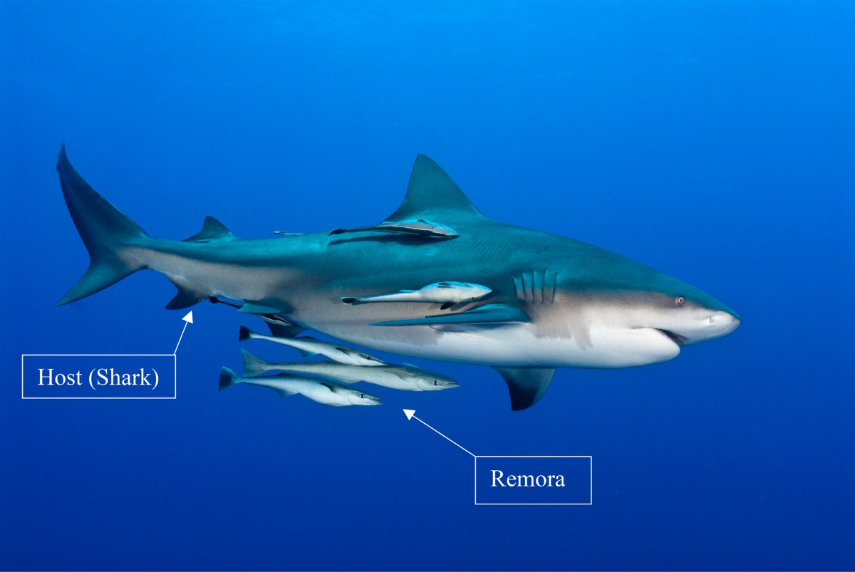 Understanding of remora&rsquo;s “hitchhiking” behaviour from a 