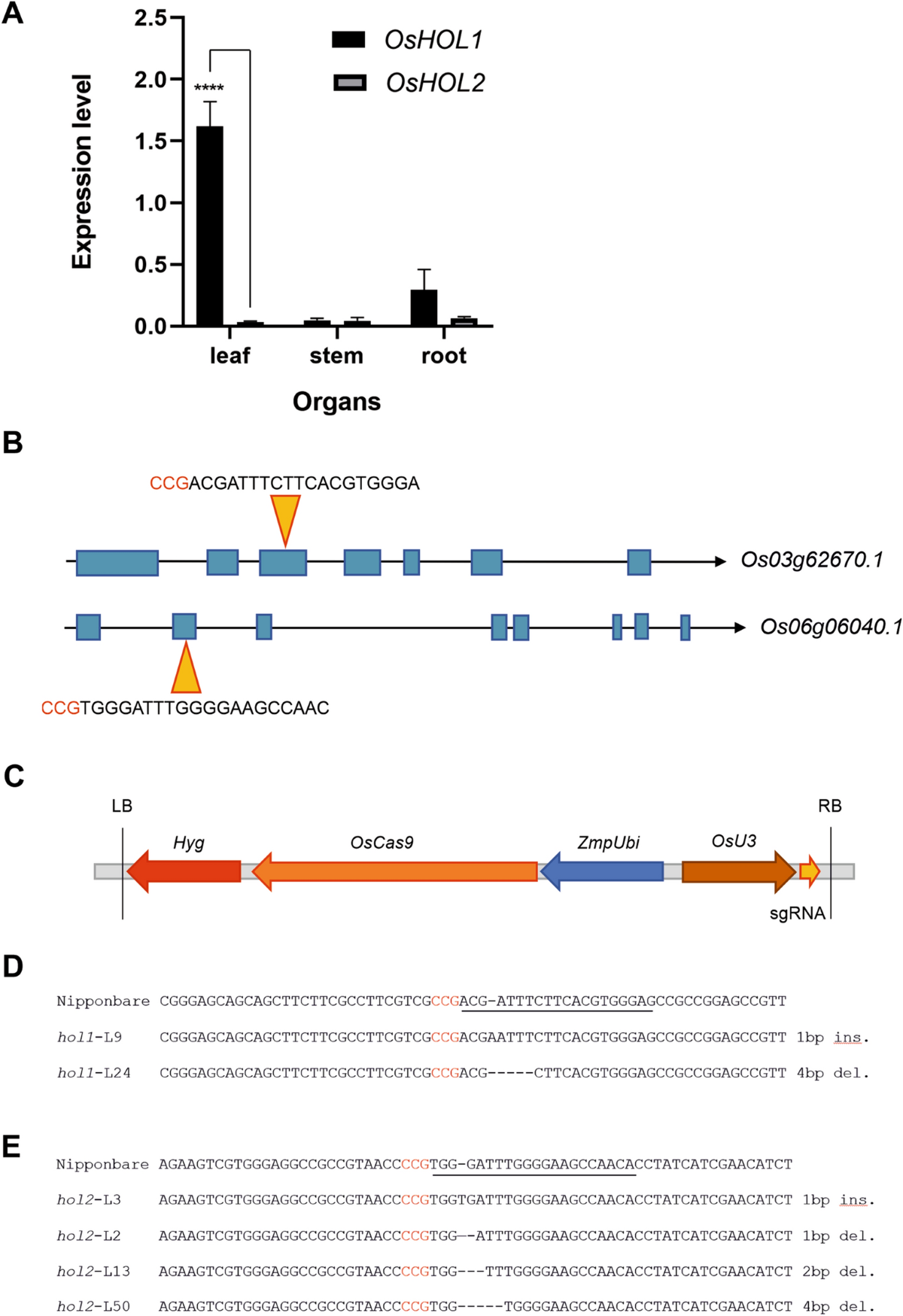 Targeted knockout of the gene OsHOL1 removes methyl iodide 