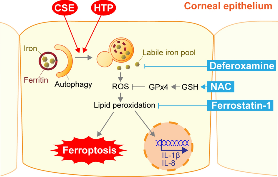 cigarette smoke extract Cigarette smoke extract and heated tobacco products promote ferritin  cleavage and iron accumulation in human corneal epithelial cells