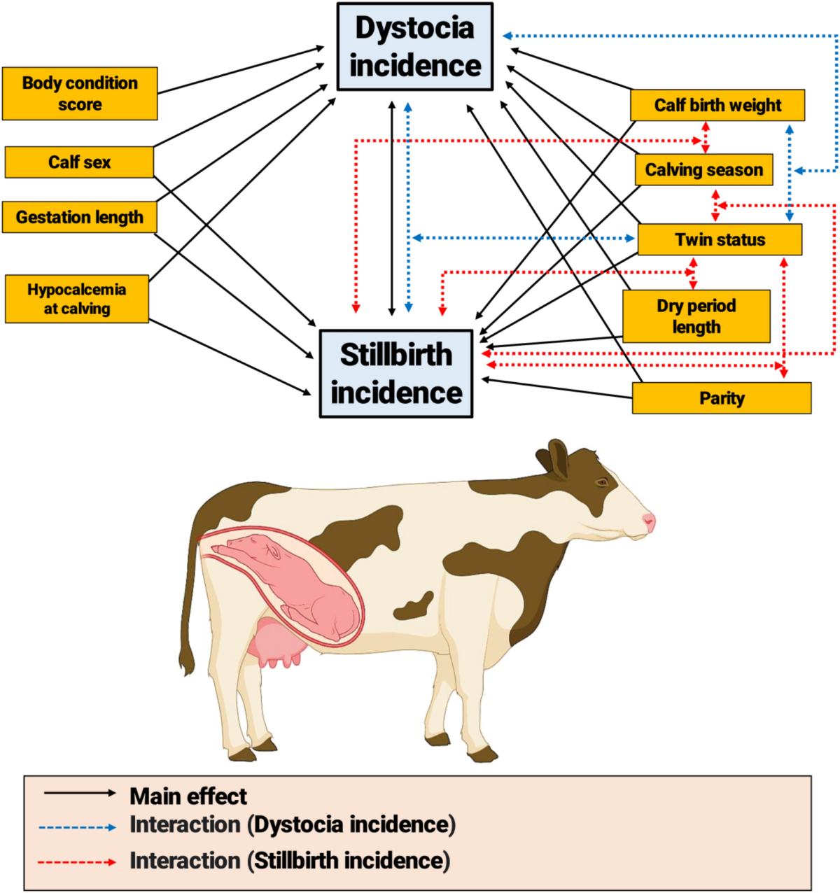 Identification of cow-level risk factors and associations of 