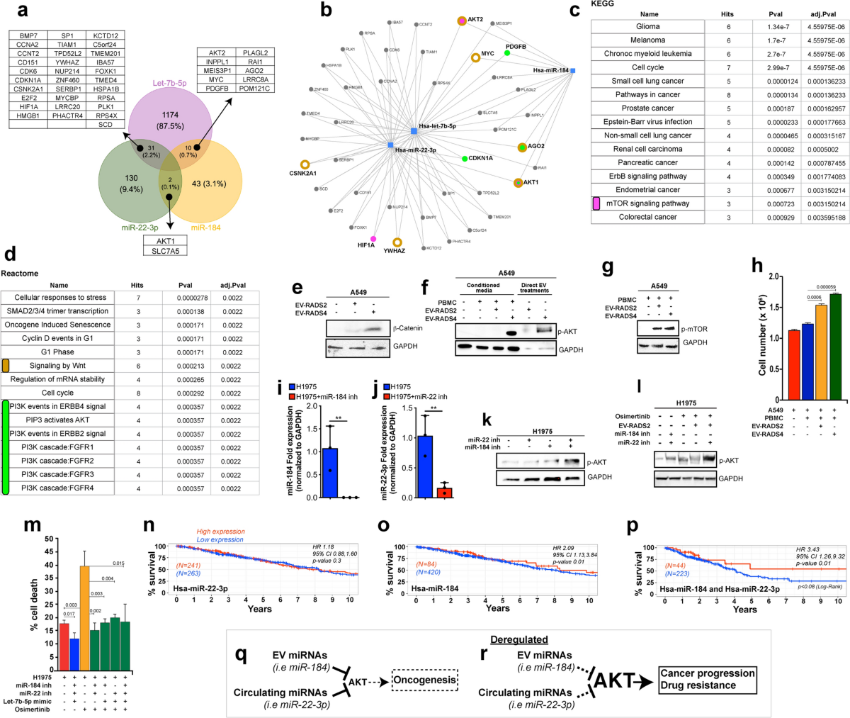 pedomom mir 22 pedomom mir 18