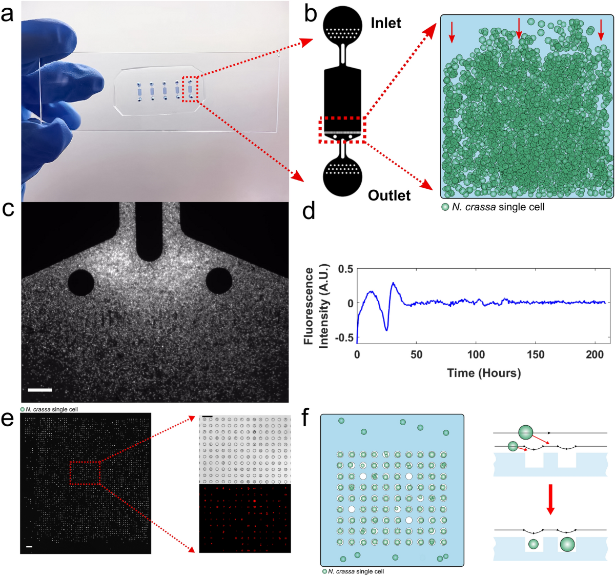 The macroscopic limit to synchronization of cellular clocks in single cells  of Neurospora crassa | Scientific Reports