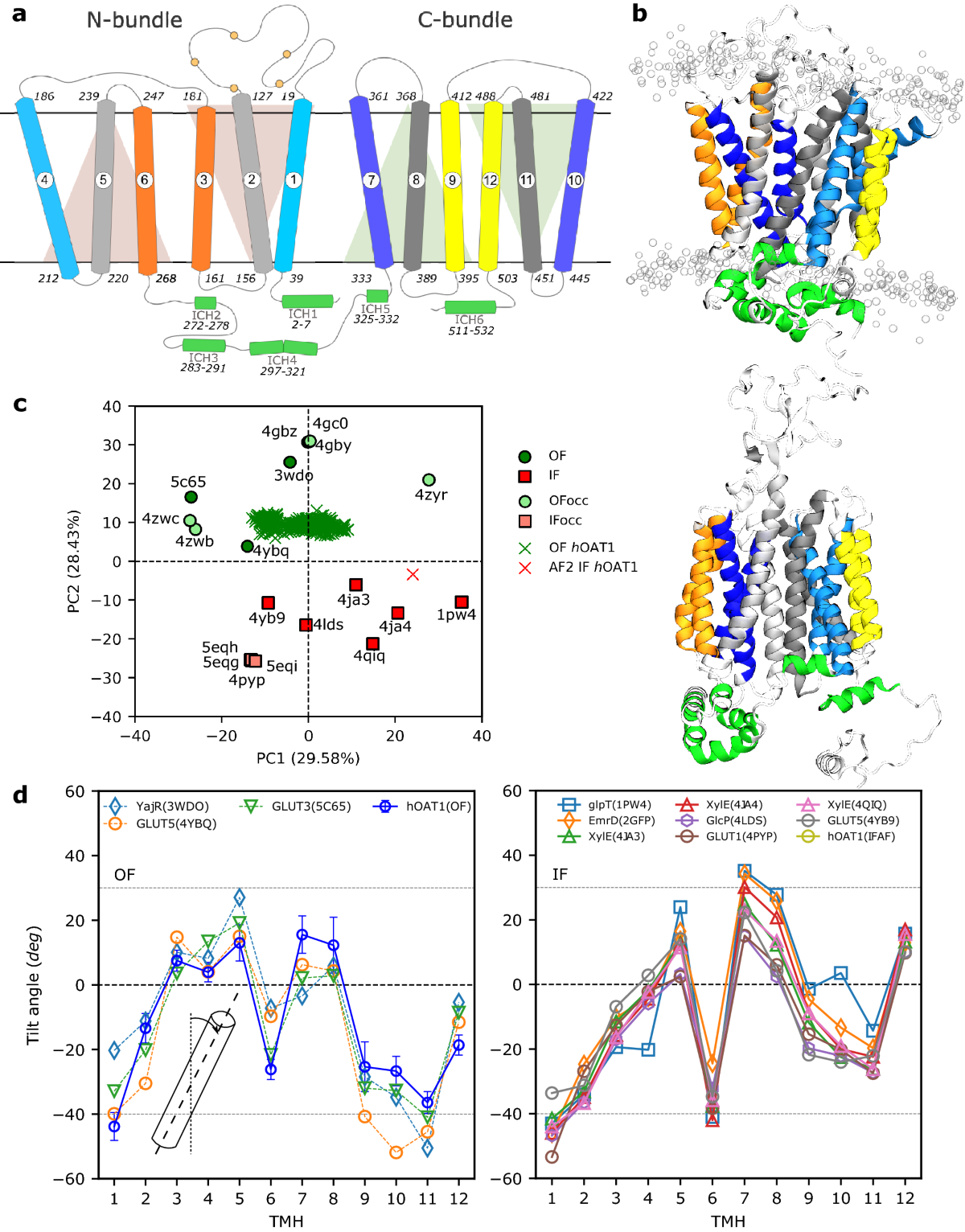 Insights into the structure and function of the human organic anion  transporter 1 in lipid bilayer membranes | Scientific Reports