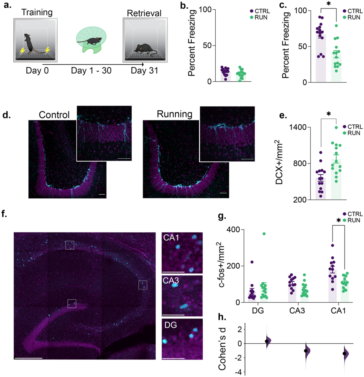 Neurogenesis mediated plasticity is associated with reduced neuronal  activity in CA1 during context fear memory retrieval | Scientific Reports