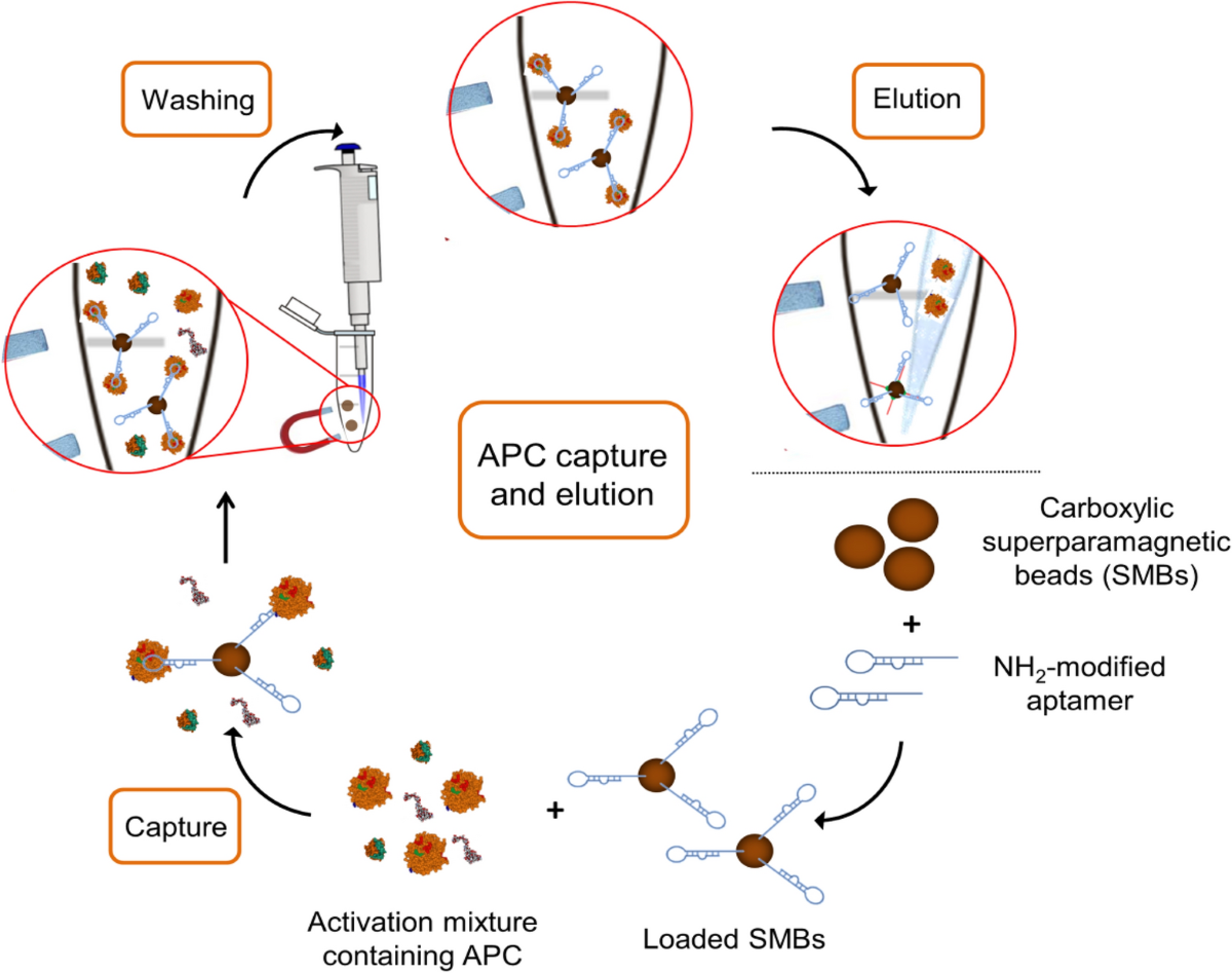 glutathione magnetic beads dynabeads Aptamer loaded superparamagnetic beads for selective capturing and gentle  release of activated protein C