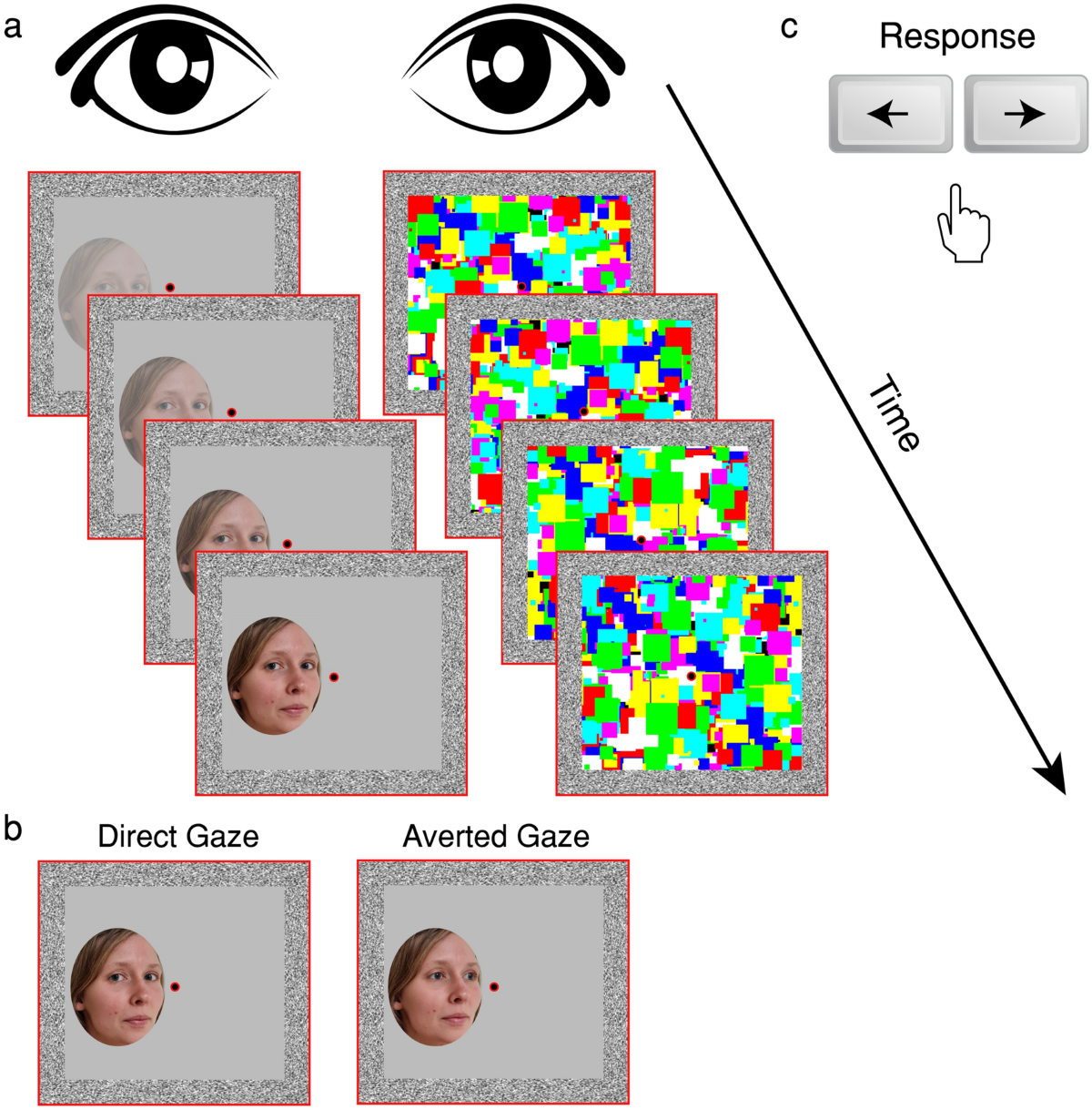 Gaze direction and face orientation modulate perceptual 