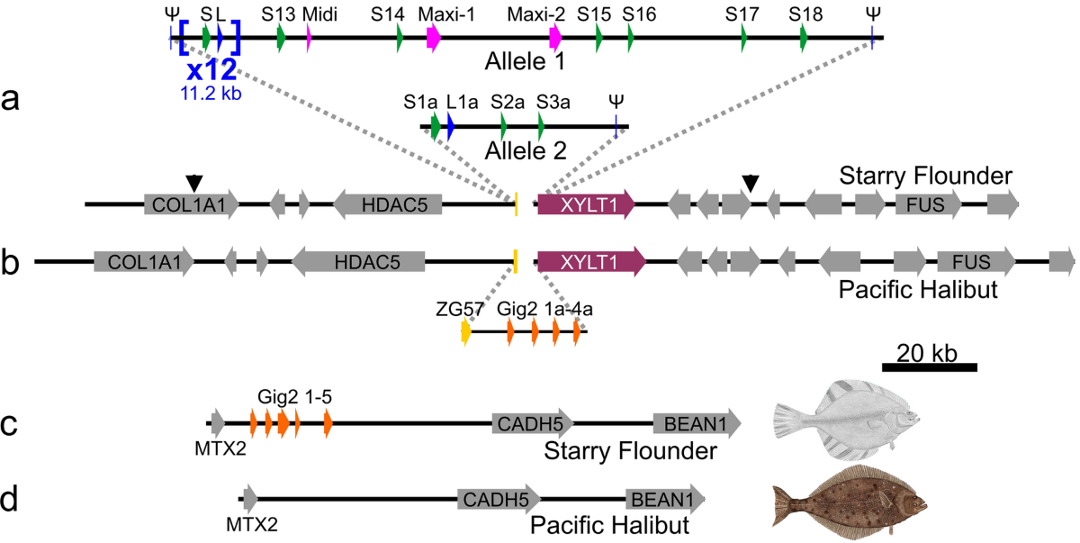 antifreeze glycoprotein in polar fishes Origin of an antifreeze protein gene in response to Cenozoic climate change