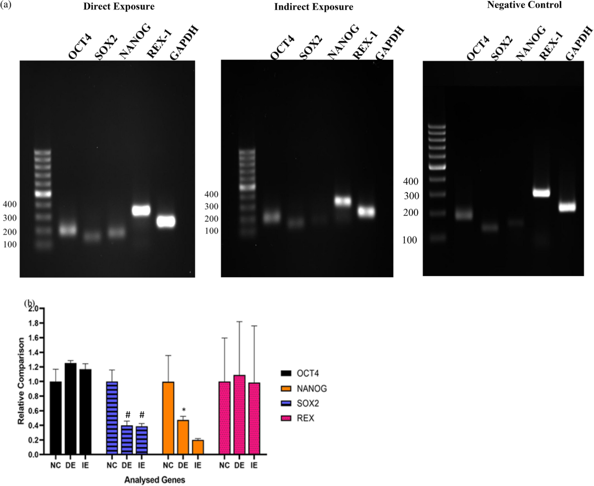 Magnetic exposure using Samarium Cobalt (SmCO5) increased proliferation and  stemness of human Umbilical Cord Mesenchymal Stem Cells (hUC-MSCs) |  Scientific Reports
