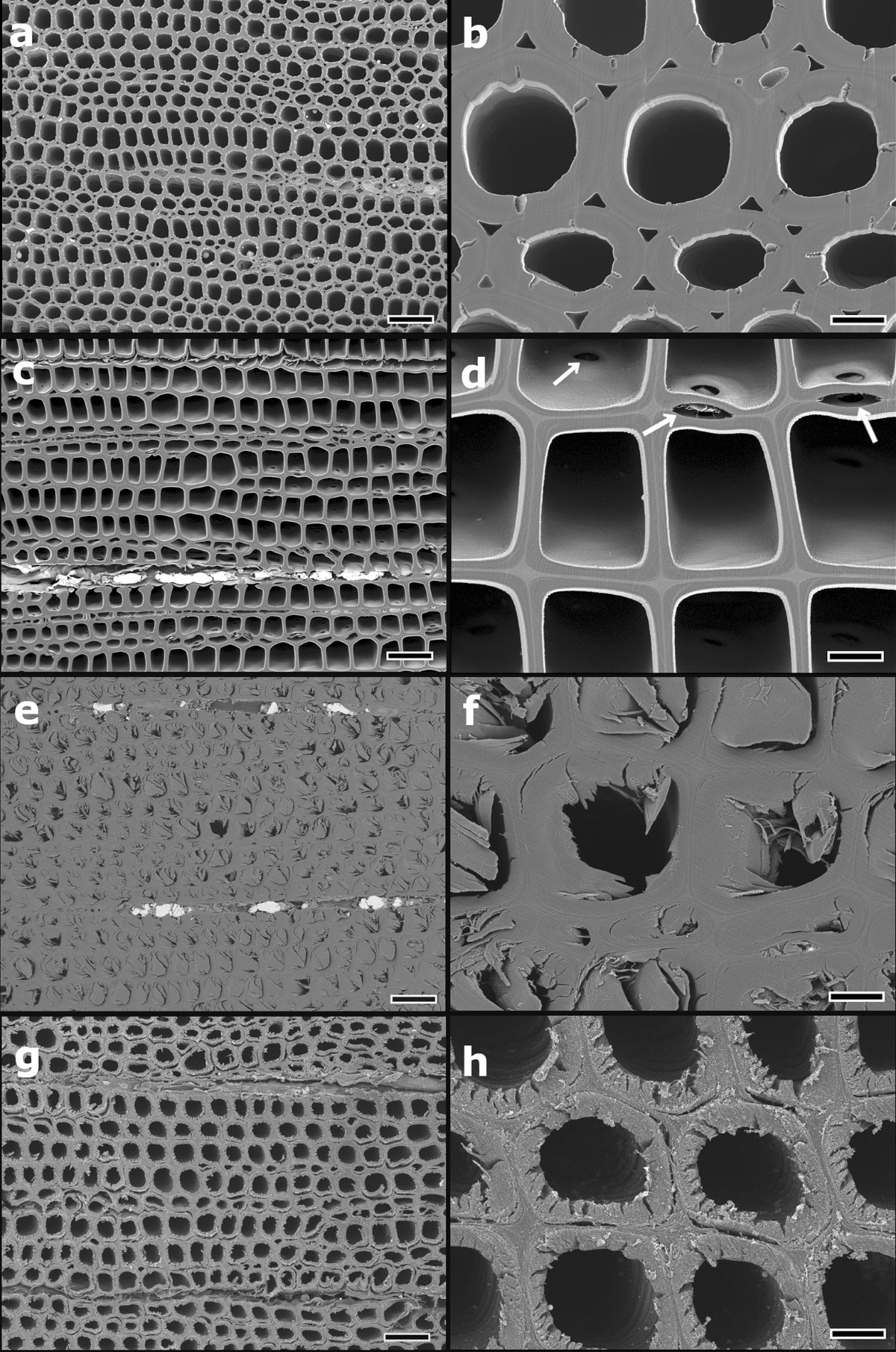 A combination of scanning electron microscopy and broad argon ion beam  milling provides intact structure of secondary tissues in woody plants |  Scientific Reports, image size:1200x1811