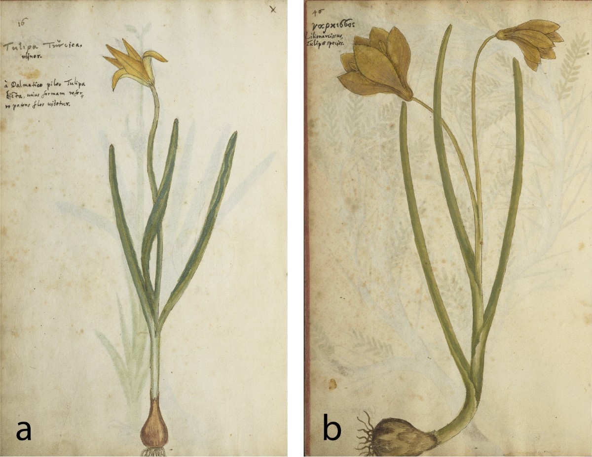 Tracing the introduction history of the tulip that went wild 